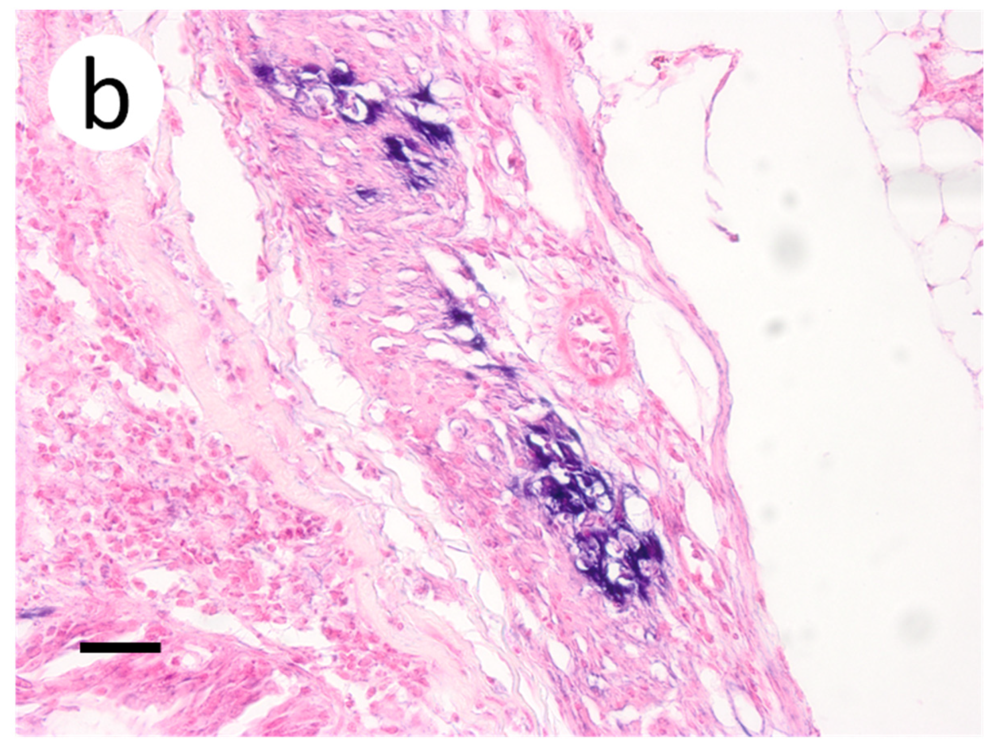 Animals 12 01624 g009b