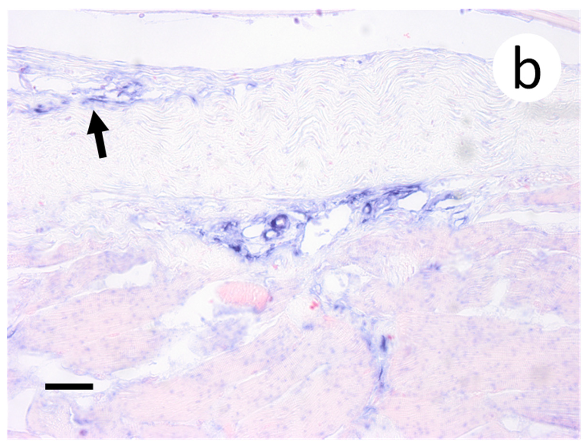 Animals 12 01624 g010b