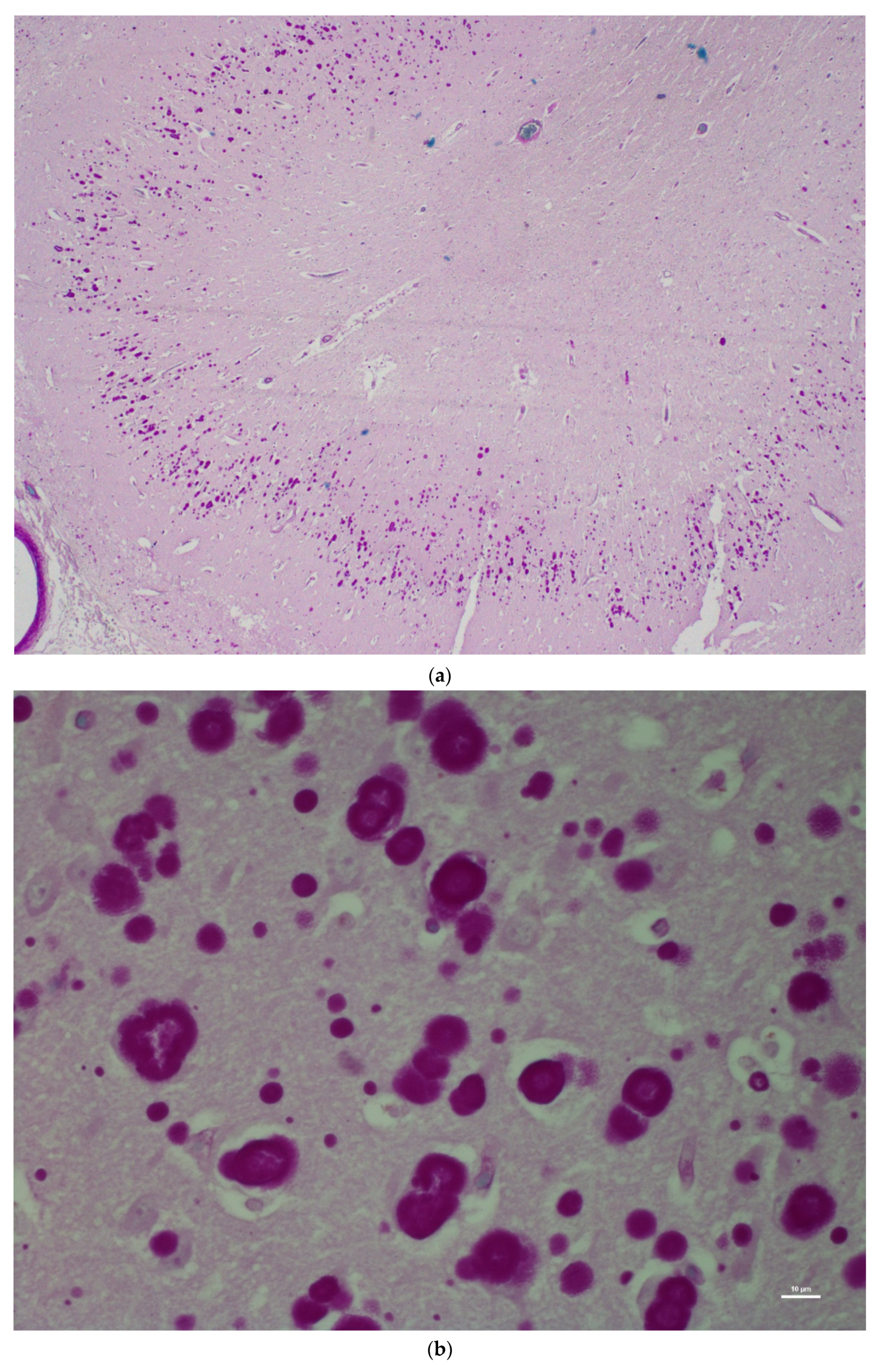 Animals 12 01633 g004 Animals 12 01633 g004