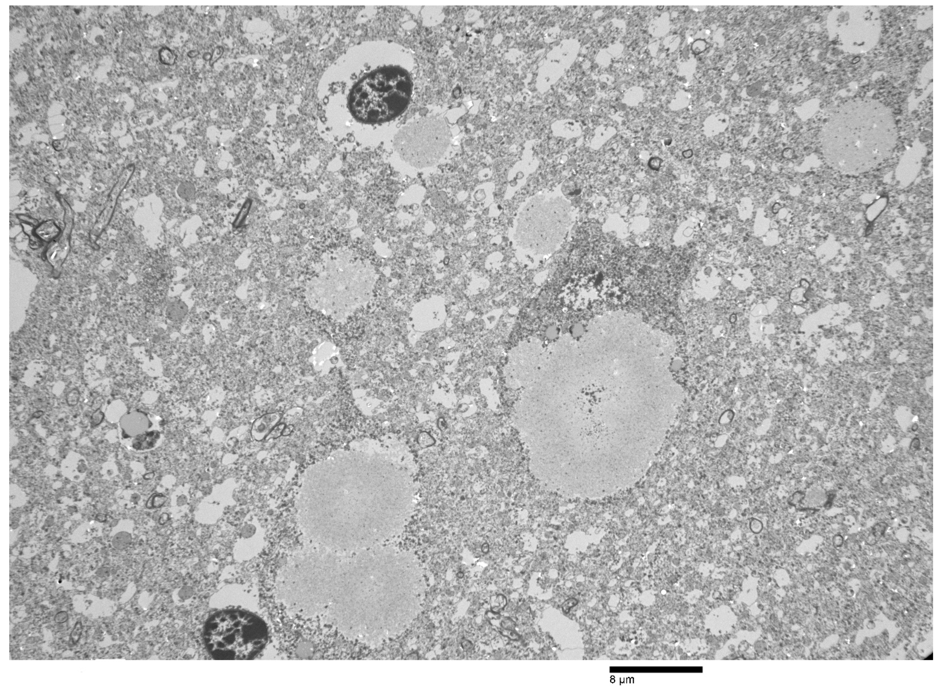 Animals 12 01633 g006 Animals 12 01633 g006