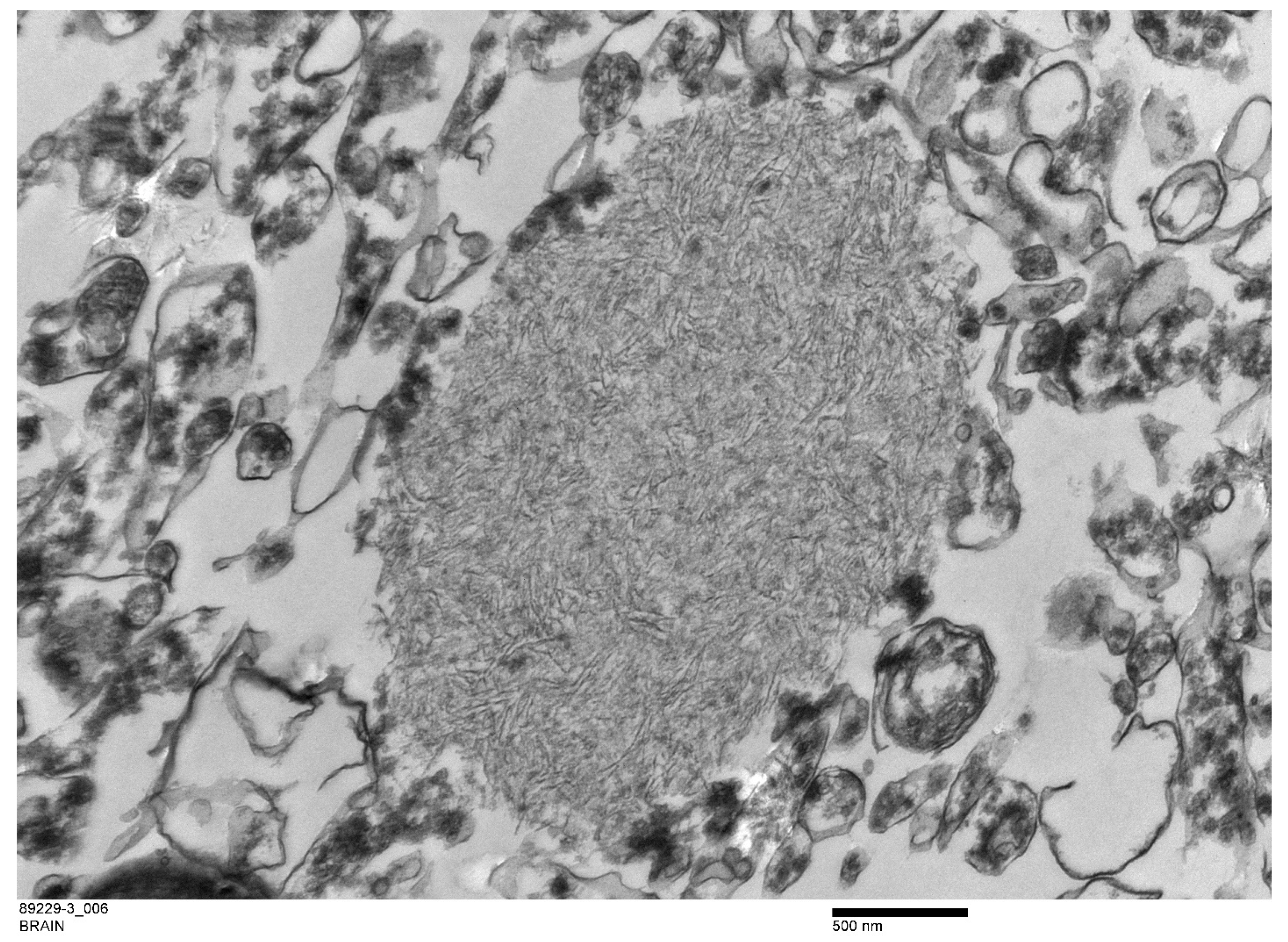 Animals 12 01633 g007 Animals 12 01633 g007