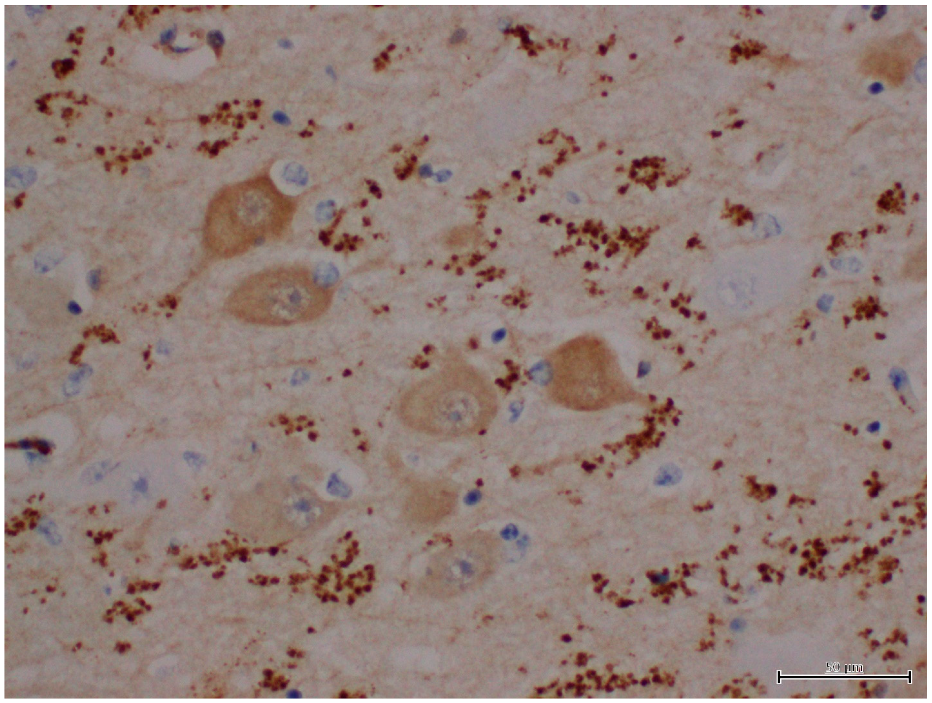 Animals 12 01633 g008 Animals 12 01633 g008