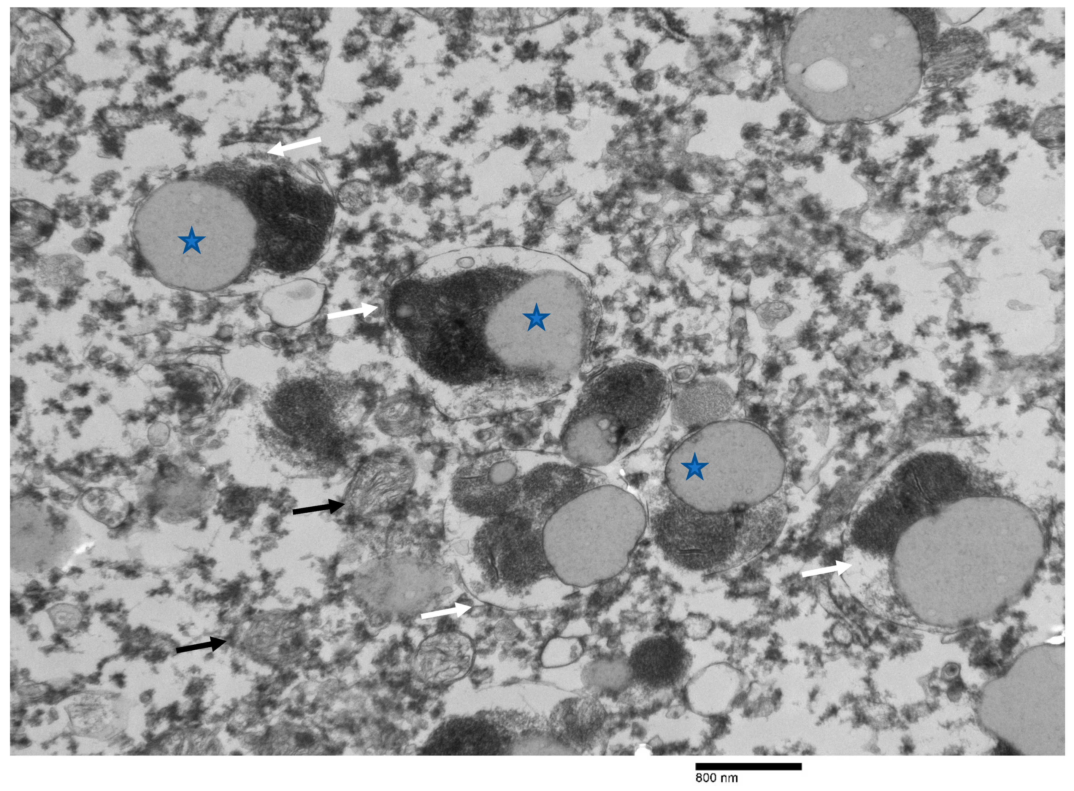 Animals 12 01633 g009 Animals 12 01633 g009