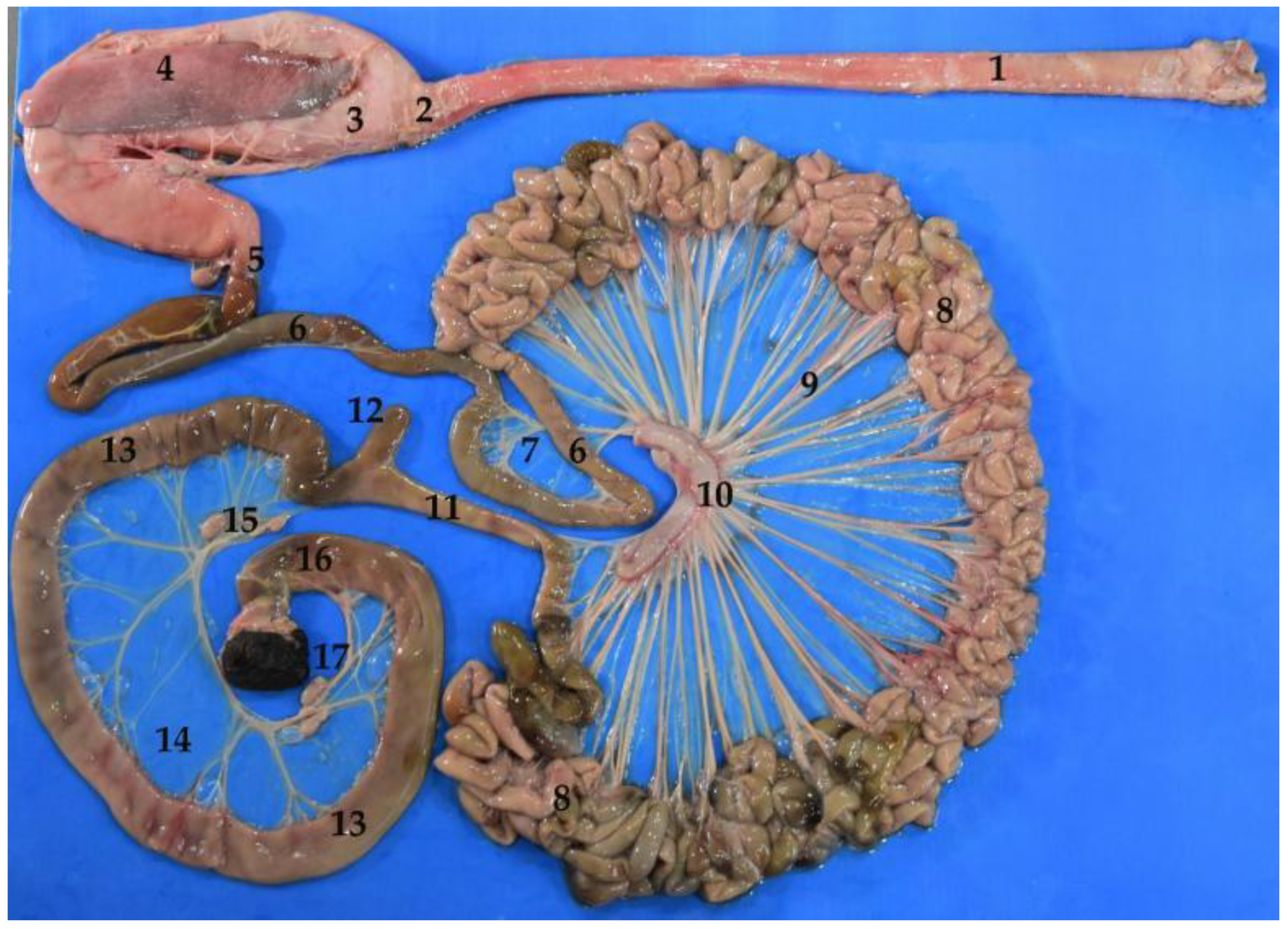 Animals 12 01634 g004 Animals 12 01634 g004