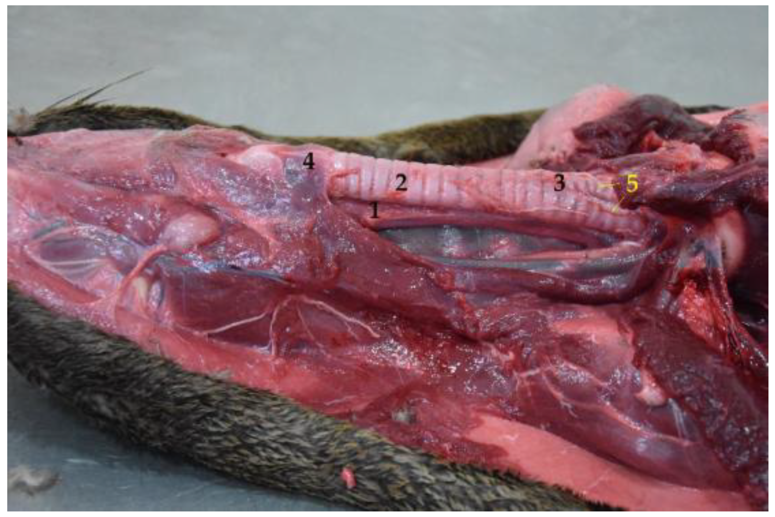 Animals 12 01634 g005 Animals 12 01634 g005