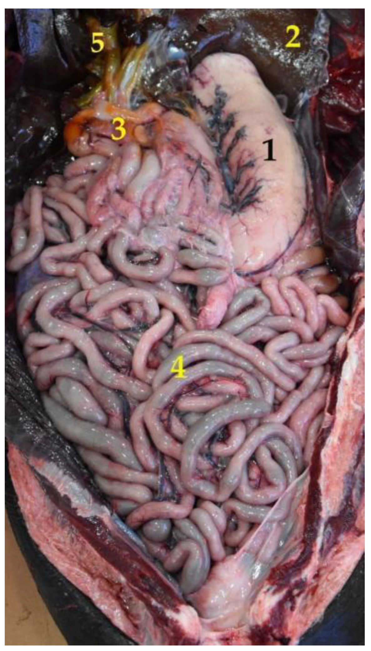 Animals 12 01634 g006 Animals 12 01634 g006