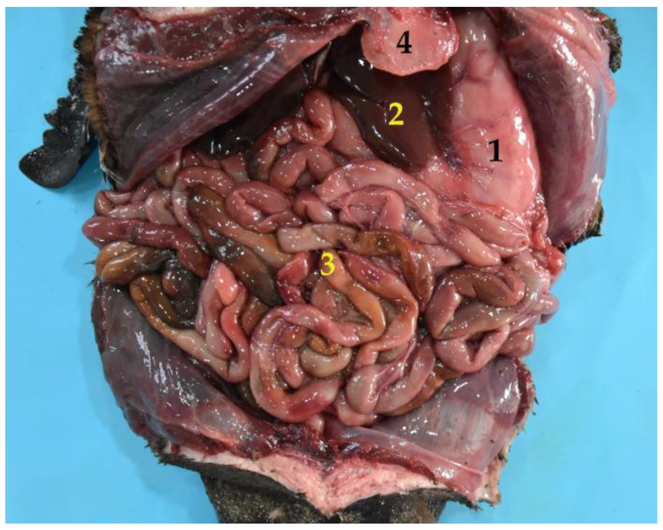 Animals 12 01634 g010 Animals 12 01634 g010