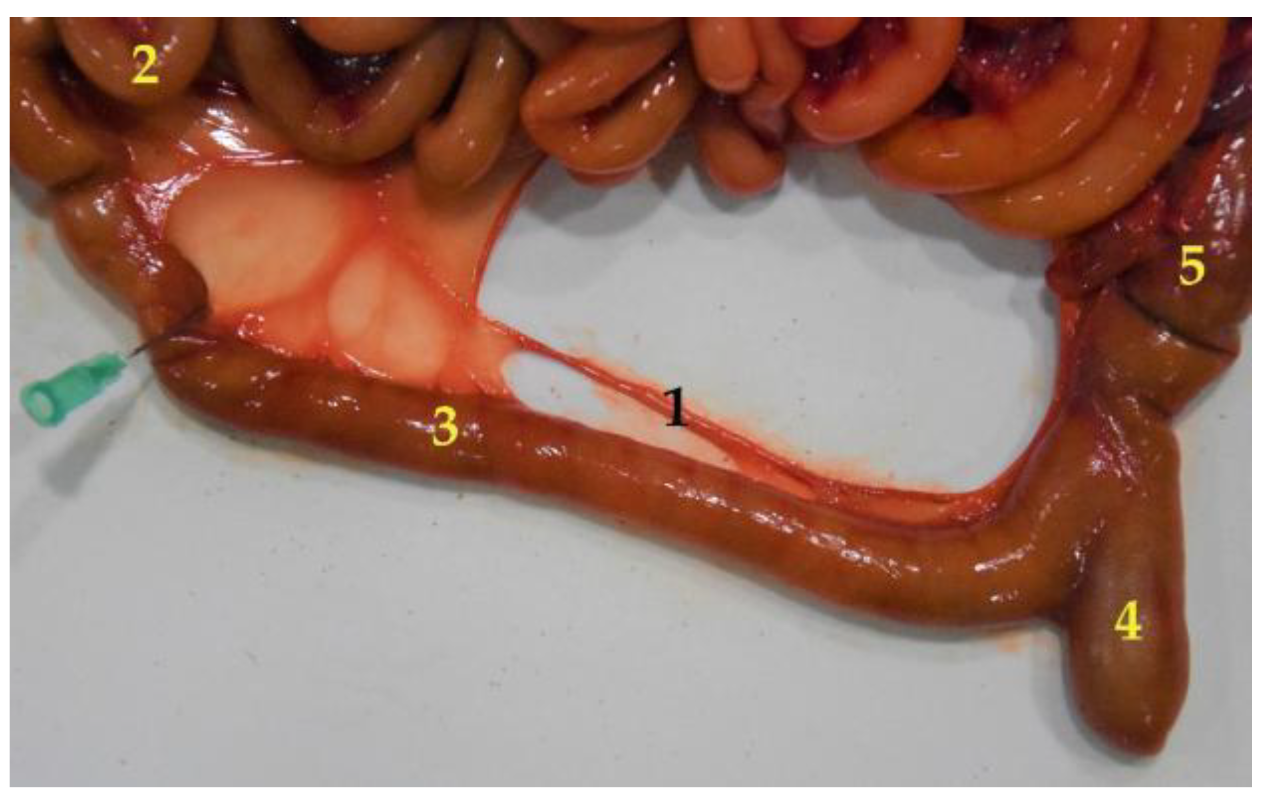 Animals 12 01634 g011 Animals 12 01634 g011