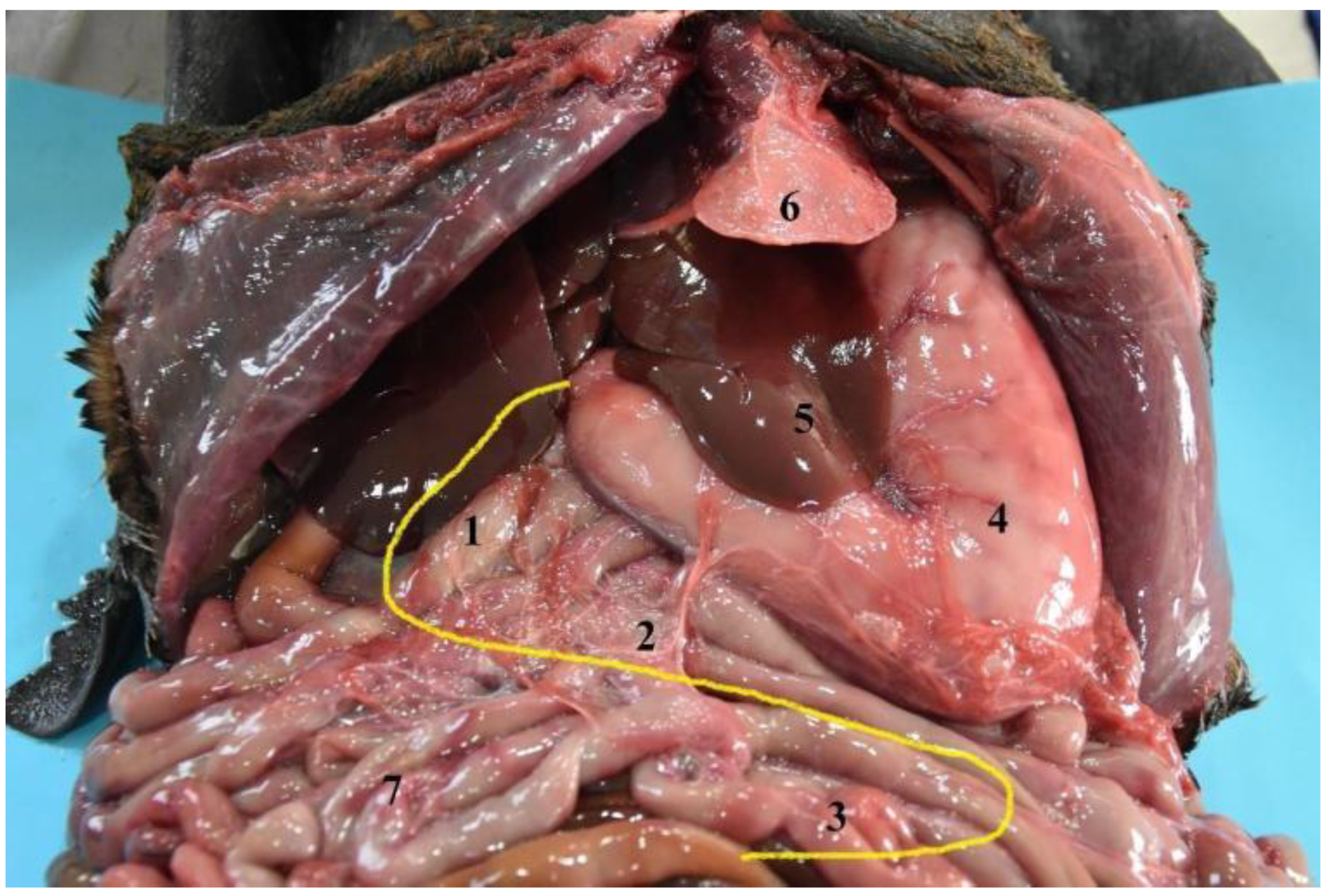 Animals 12 01634 g013 Animals 12 01634 g013