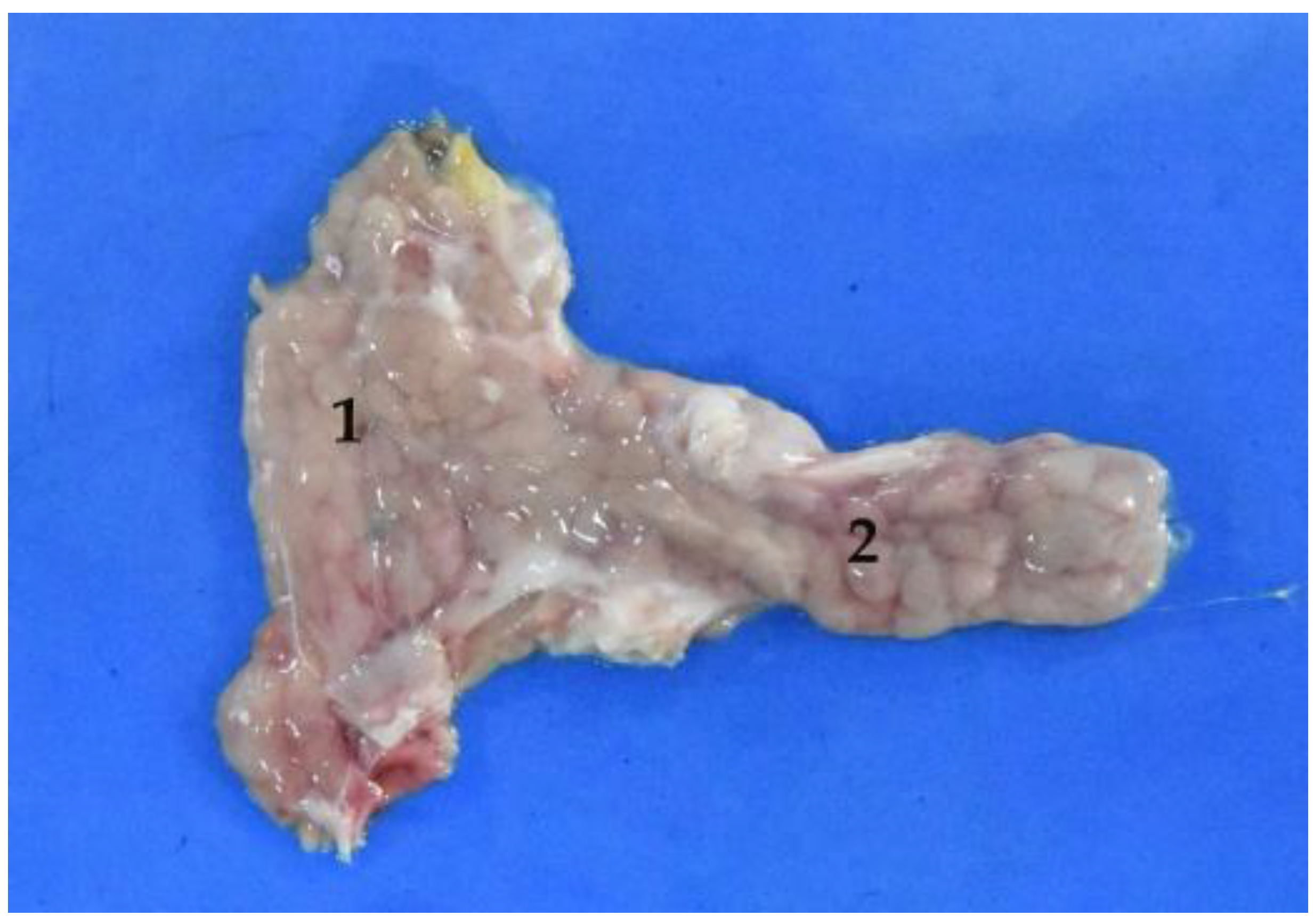 Animals 12 01634 g014 Animals 12 01634 g014