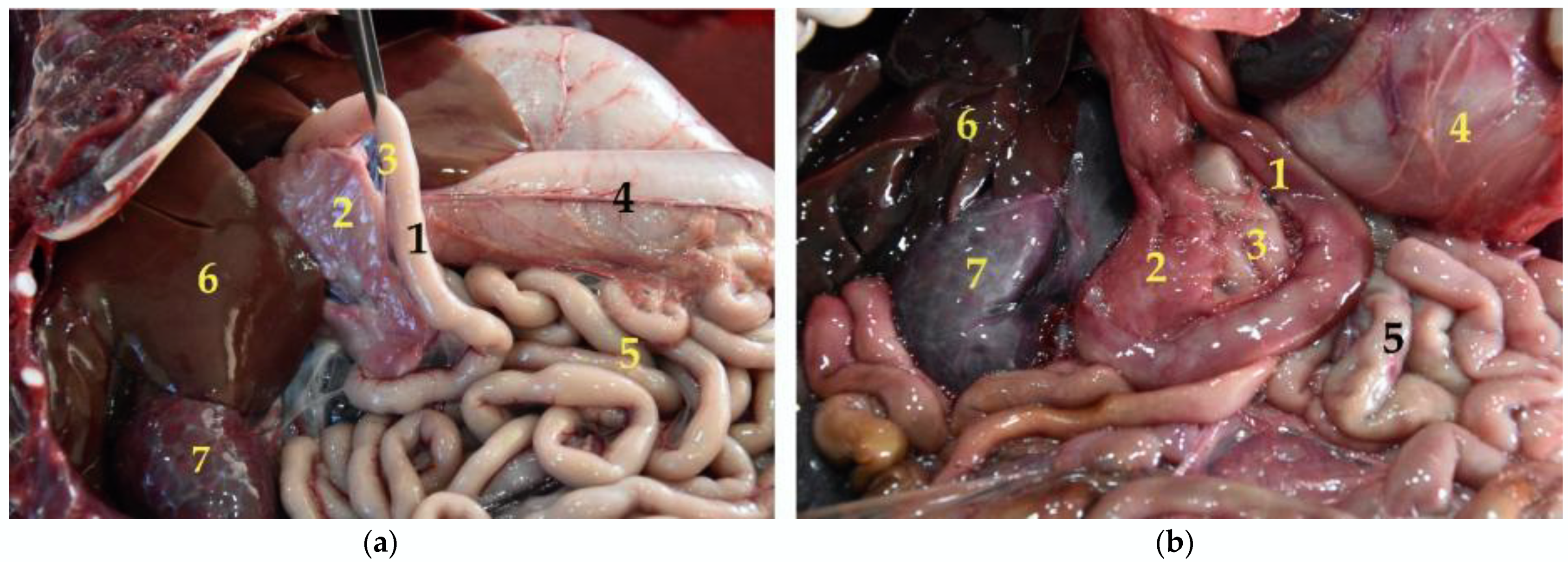 Animals 12 01634 g015 Animals 12 01634 g015