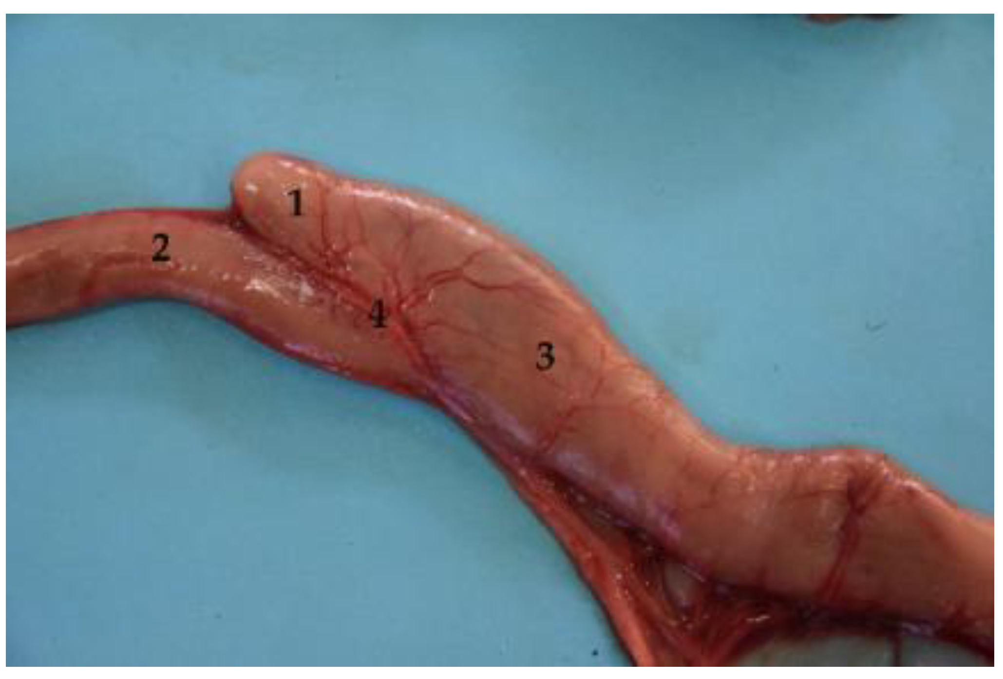 Animals 12 01634 g018 Animals 12 01634 g018