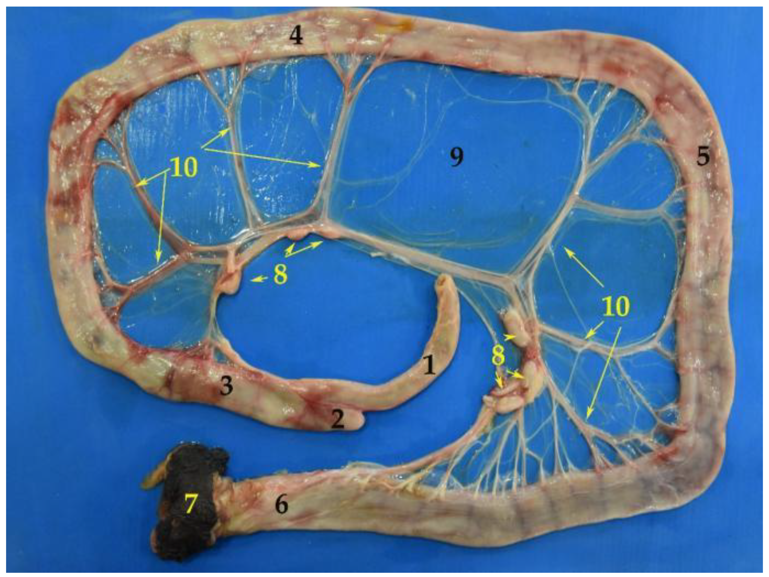 Animals 12 01634 g020 Animals 12 01634 g020