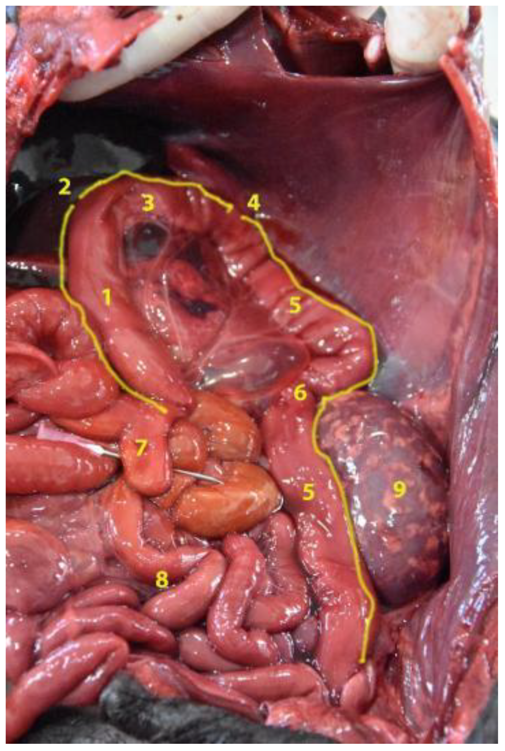 Animals 12 01634 g021 Animals 12 01634 g021