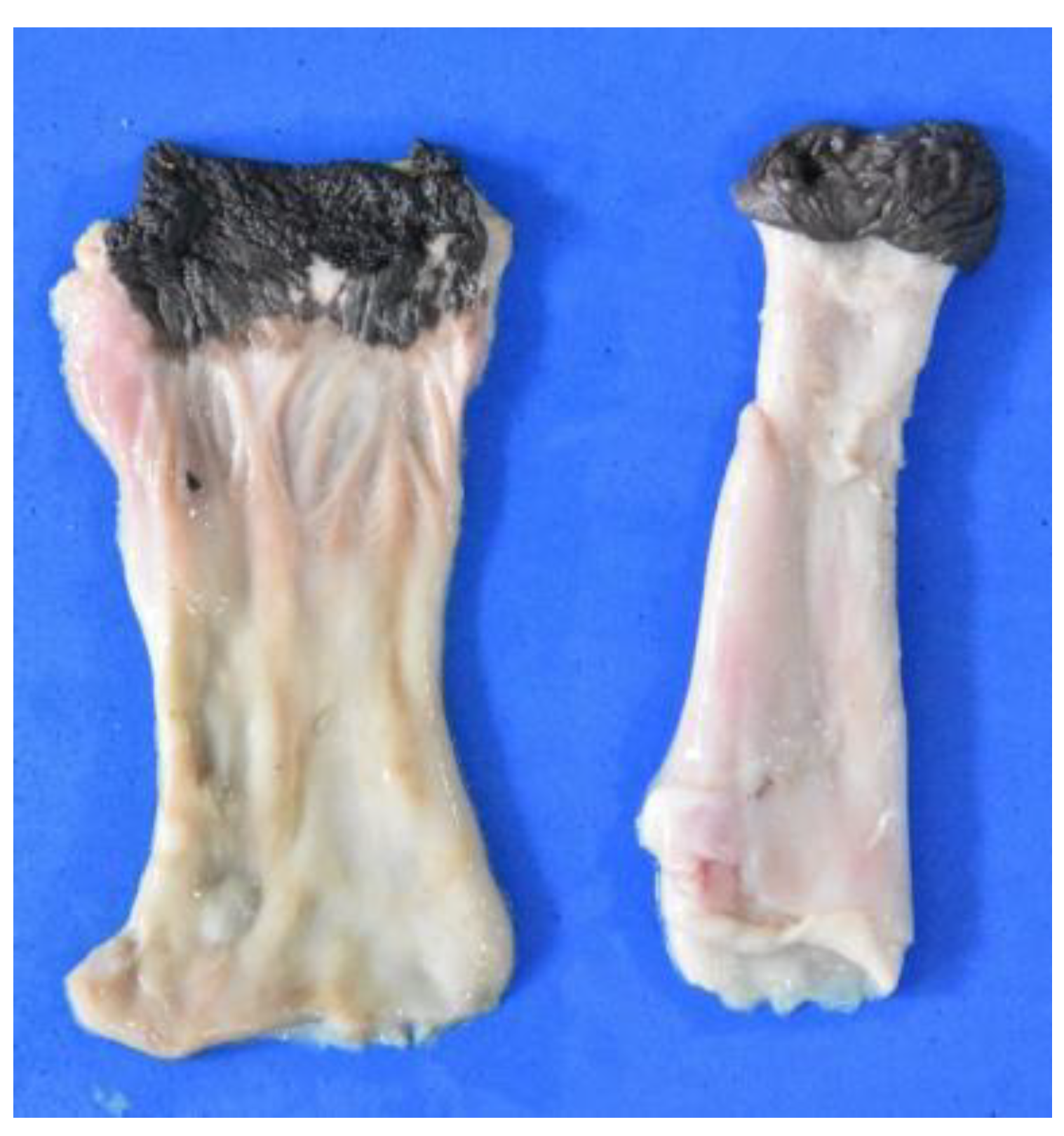 Animals 12 01634 g022 Animals 12 01634 g022