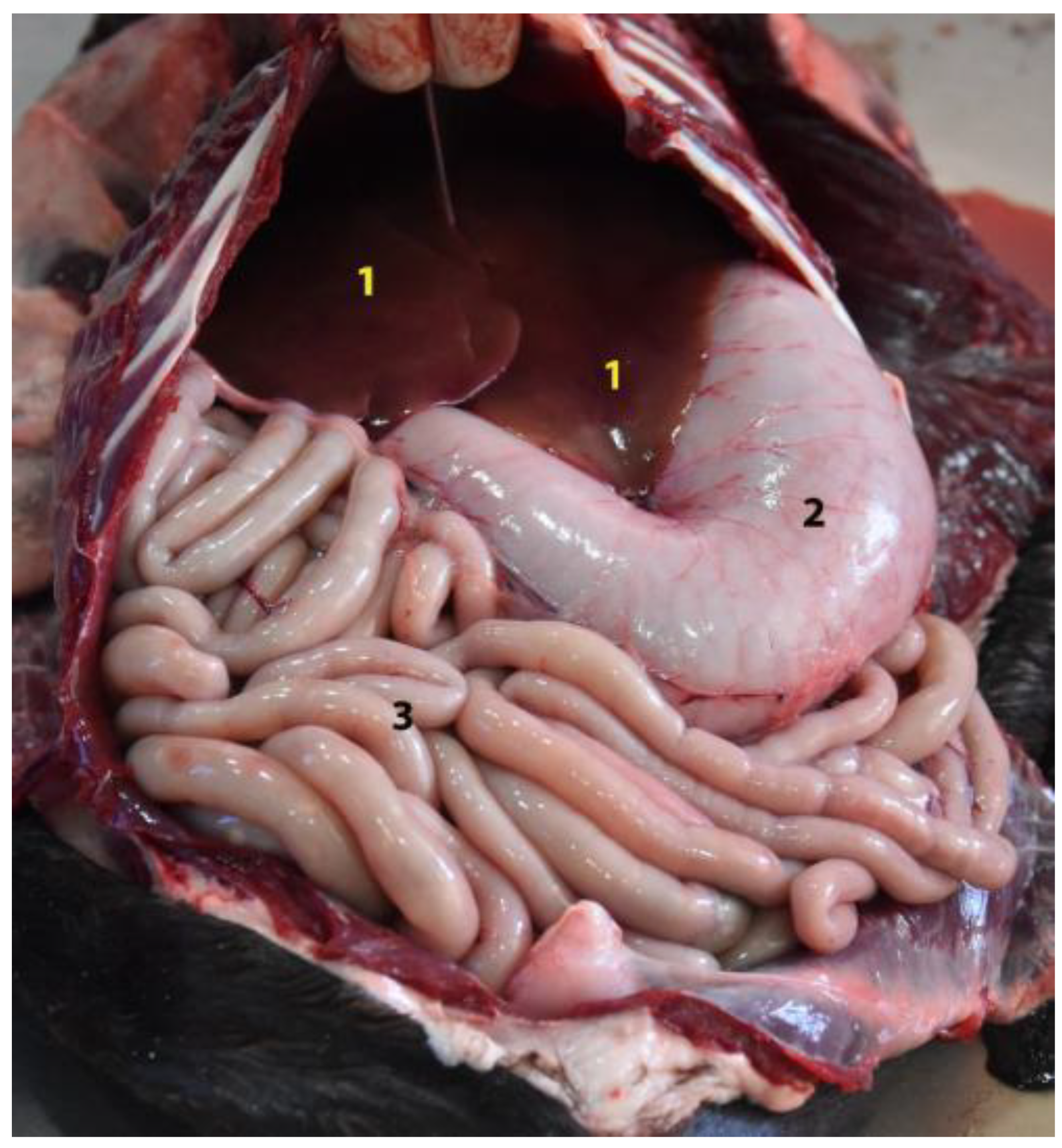 Animals 12 01634 g023 Animals 12 01634 g023