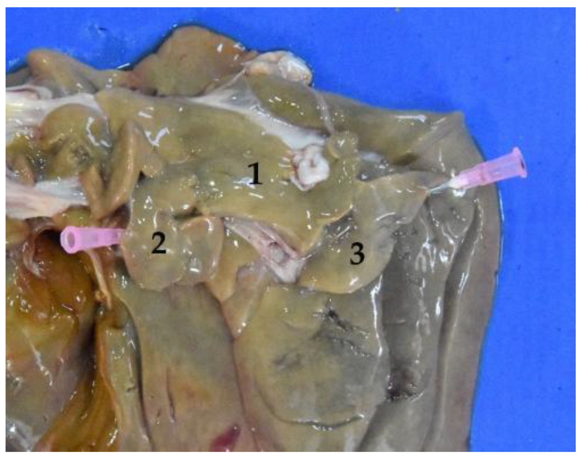 Animals 12 01634 g026 Animals 12 01634 g026