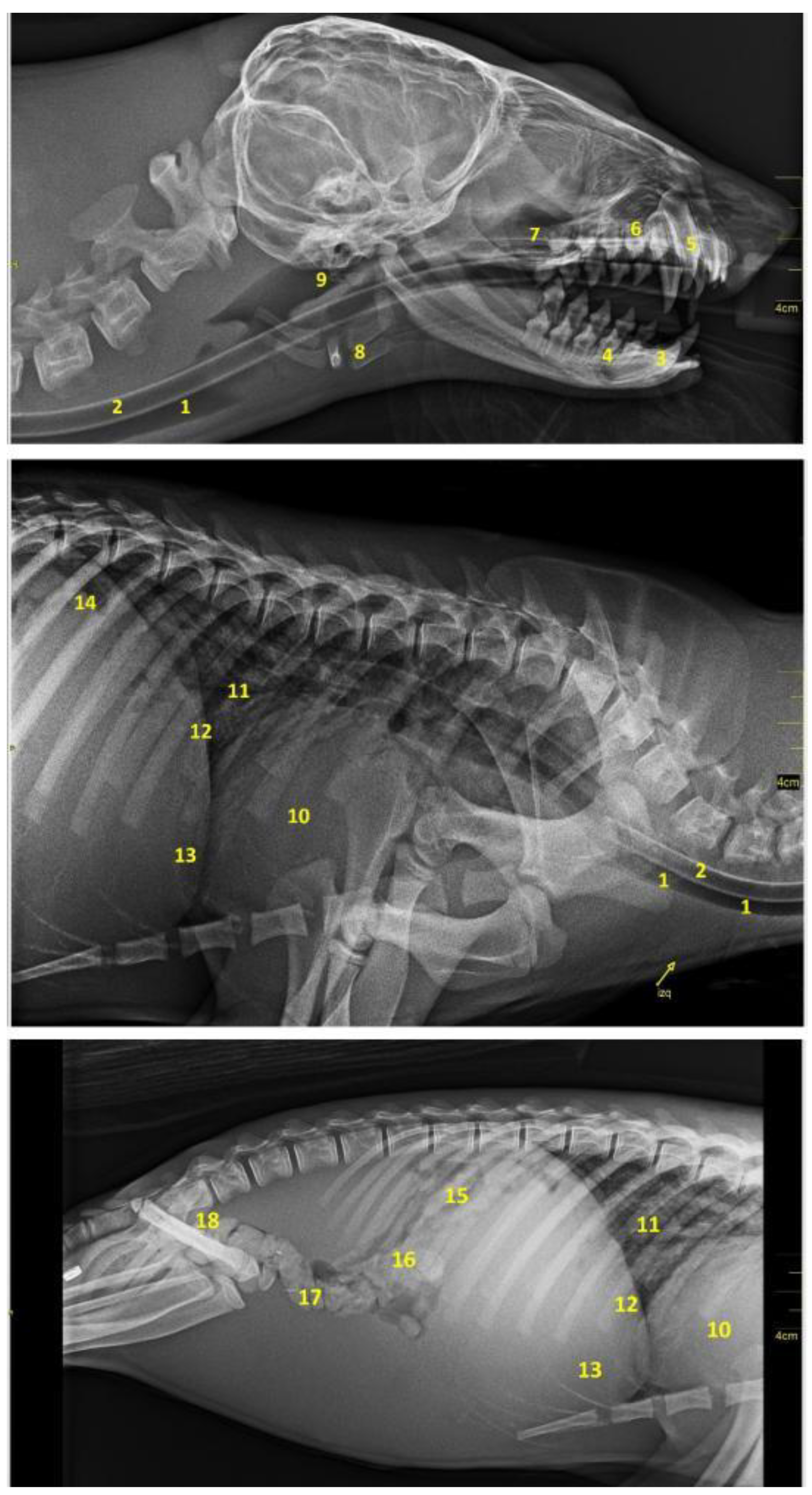 Animals 12 01634 g028 Animals 12 01634 g028