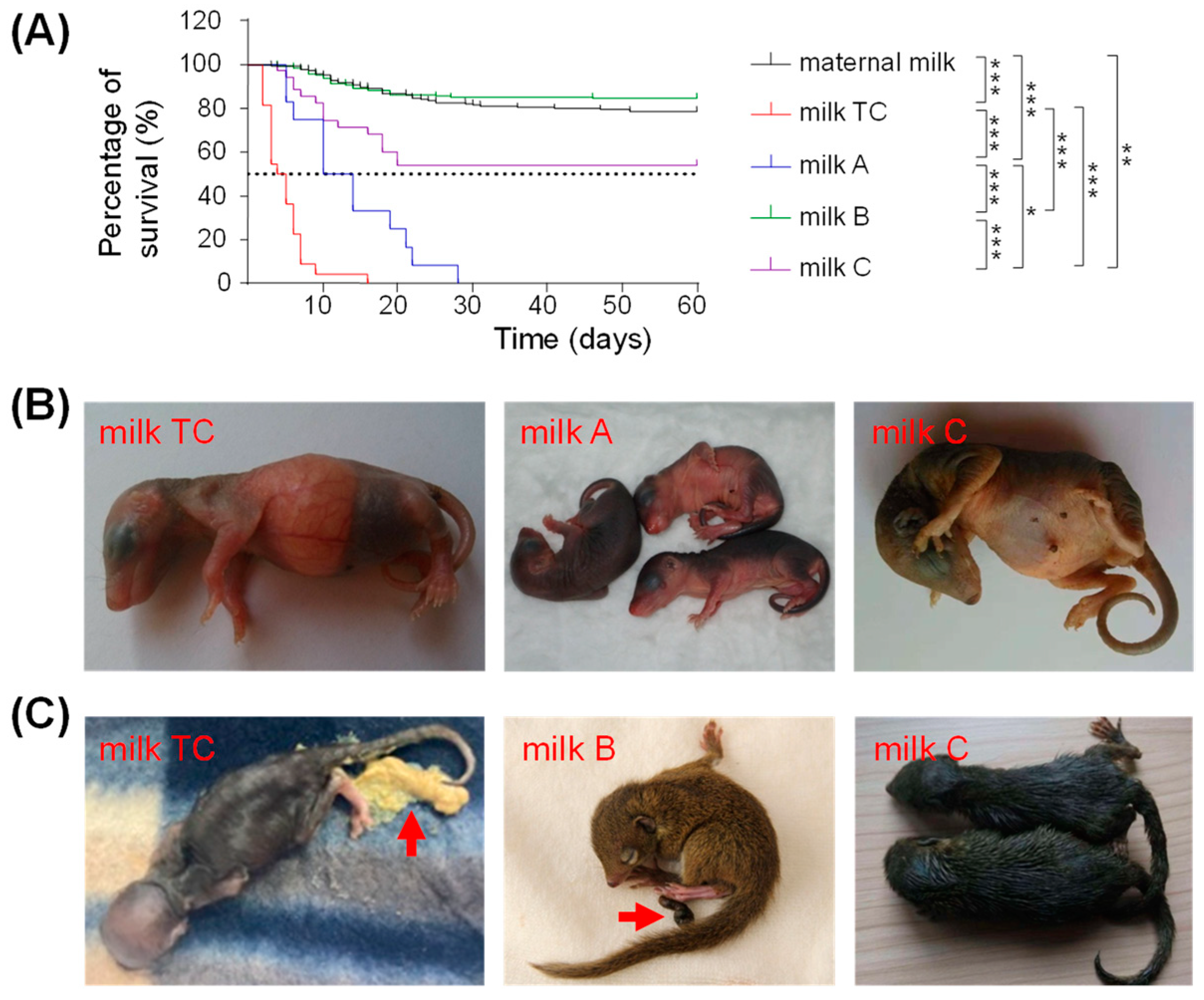 Animals | Free Full-Text | Optimization of Milk Substitutes for the  Artificial Rearing of Chinese Tree Shrews (Tupaia belangeri chinensis)