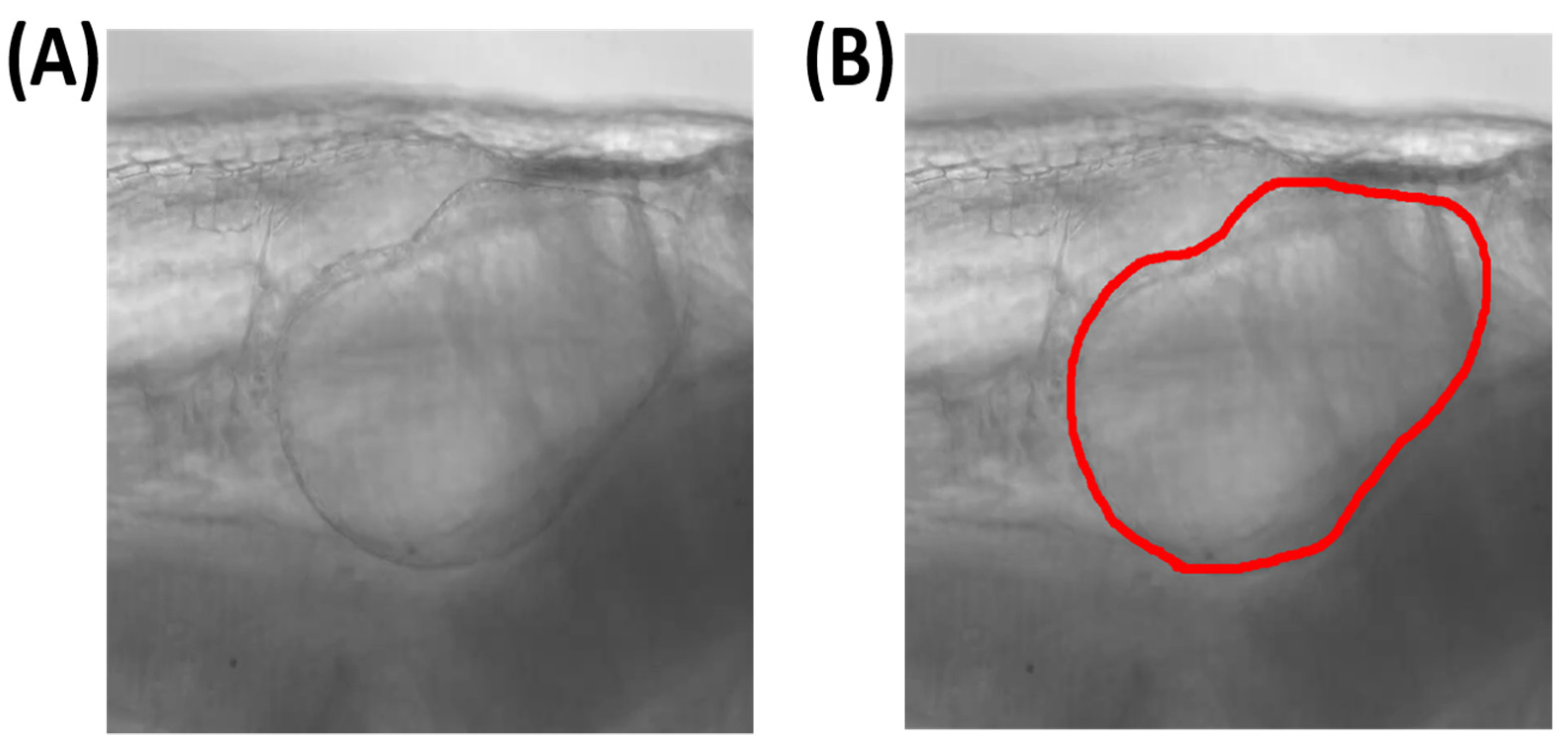 Animals 12 01670 g0a1