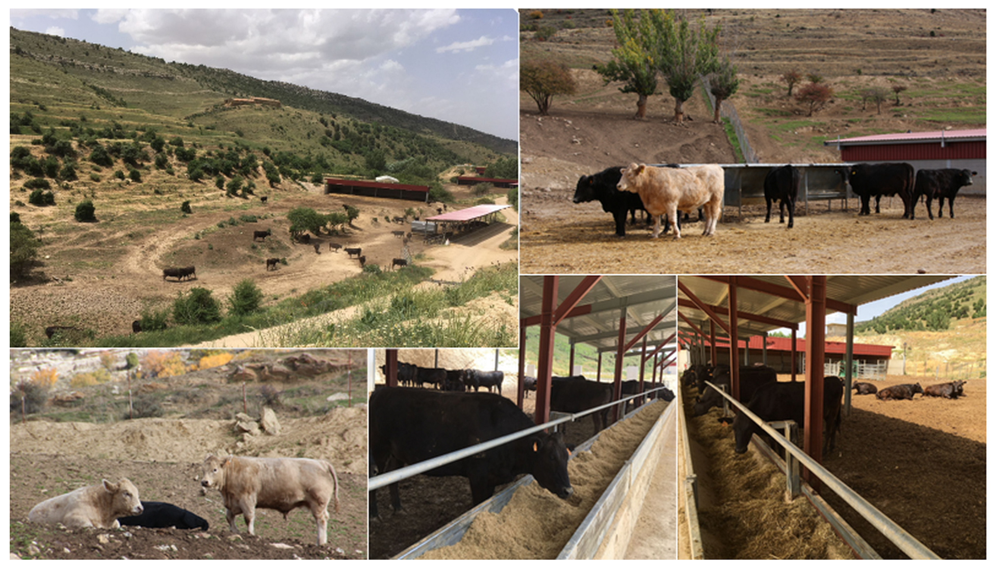 Animals 12 01671 g001 Animals 12 01671 g001