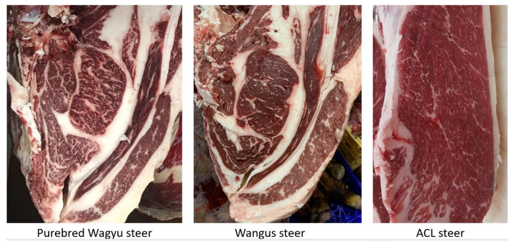 Animals 12 01671 g005 Animals 12 01671 g005