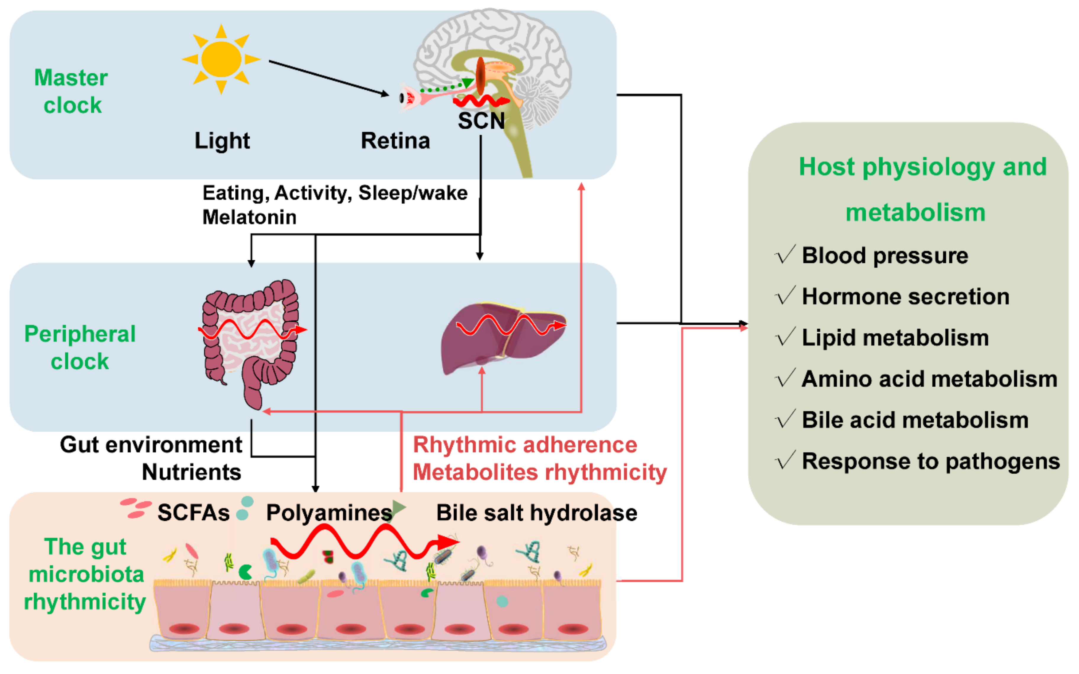 Animals | Free Full-Text | New Insights into the Diurnal Rhythmicity of Gut Microbiota and Its Crosstalk with Host Circadian Rhythm Animals | Free Full-Text | New Insights into the Diurnal Rhythmicity of Gut Microbiota and Its Crosstalk with Host Circadian Rhythm