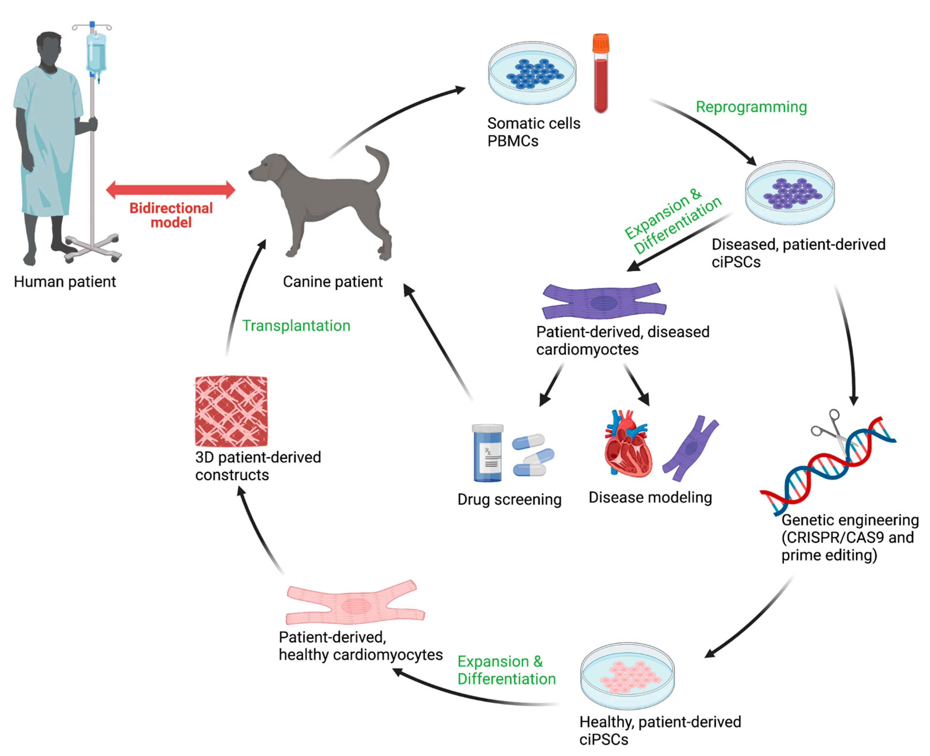 can dilated cardiomyopathy be cured in dogs