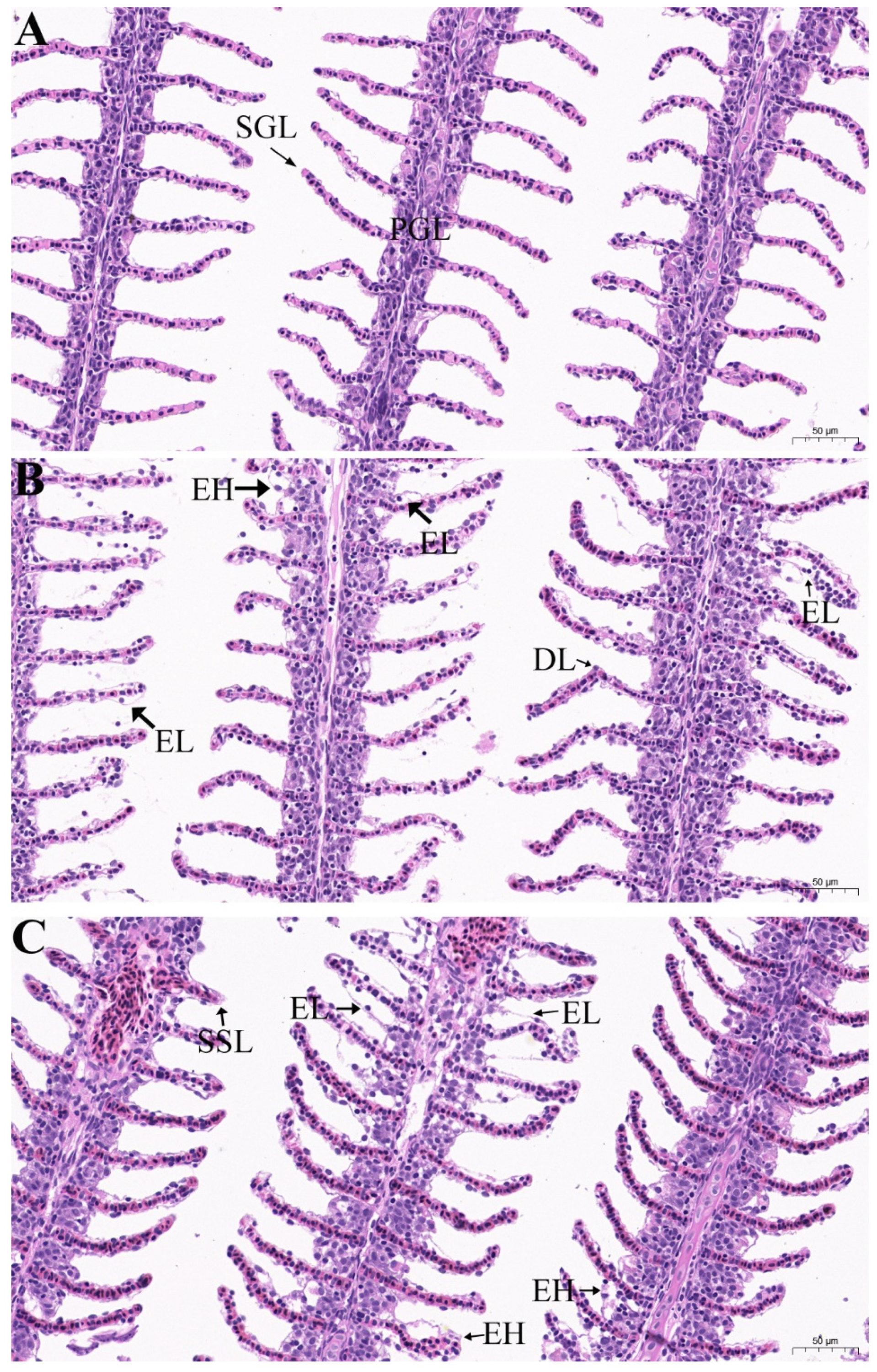 Animals 12 01685 g003