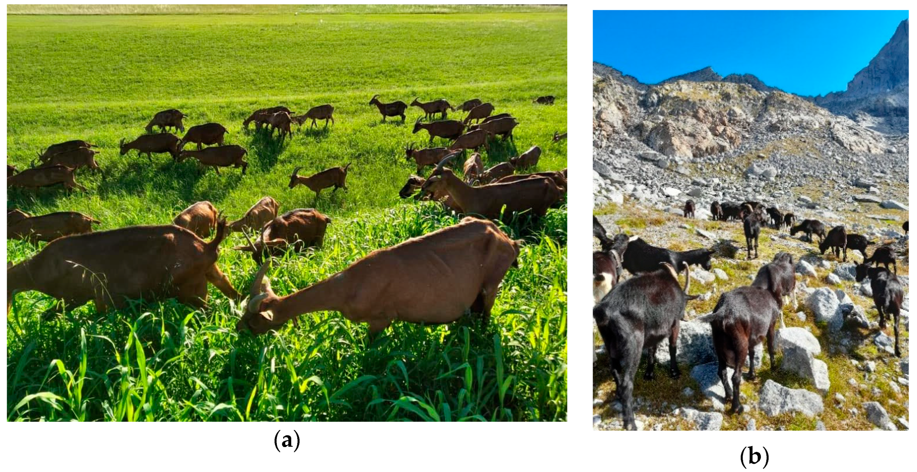 Animals 12 01703 g001 550