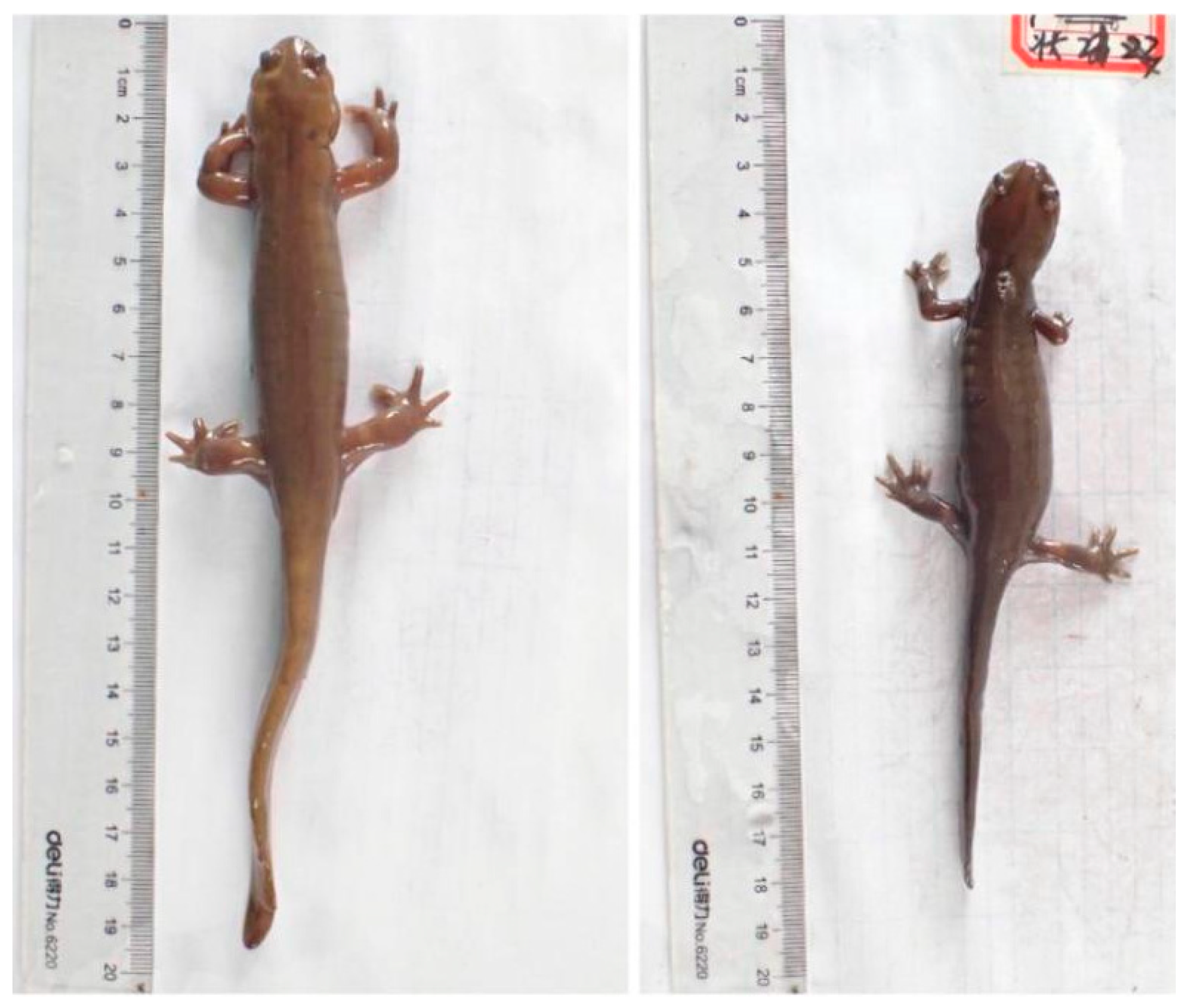 Animals 12 01712 g002 Animals 12 01712 g002