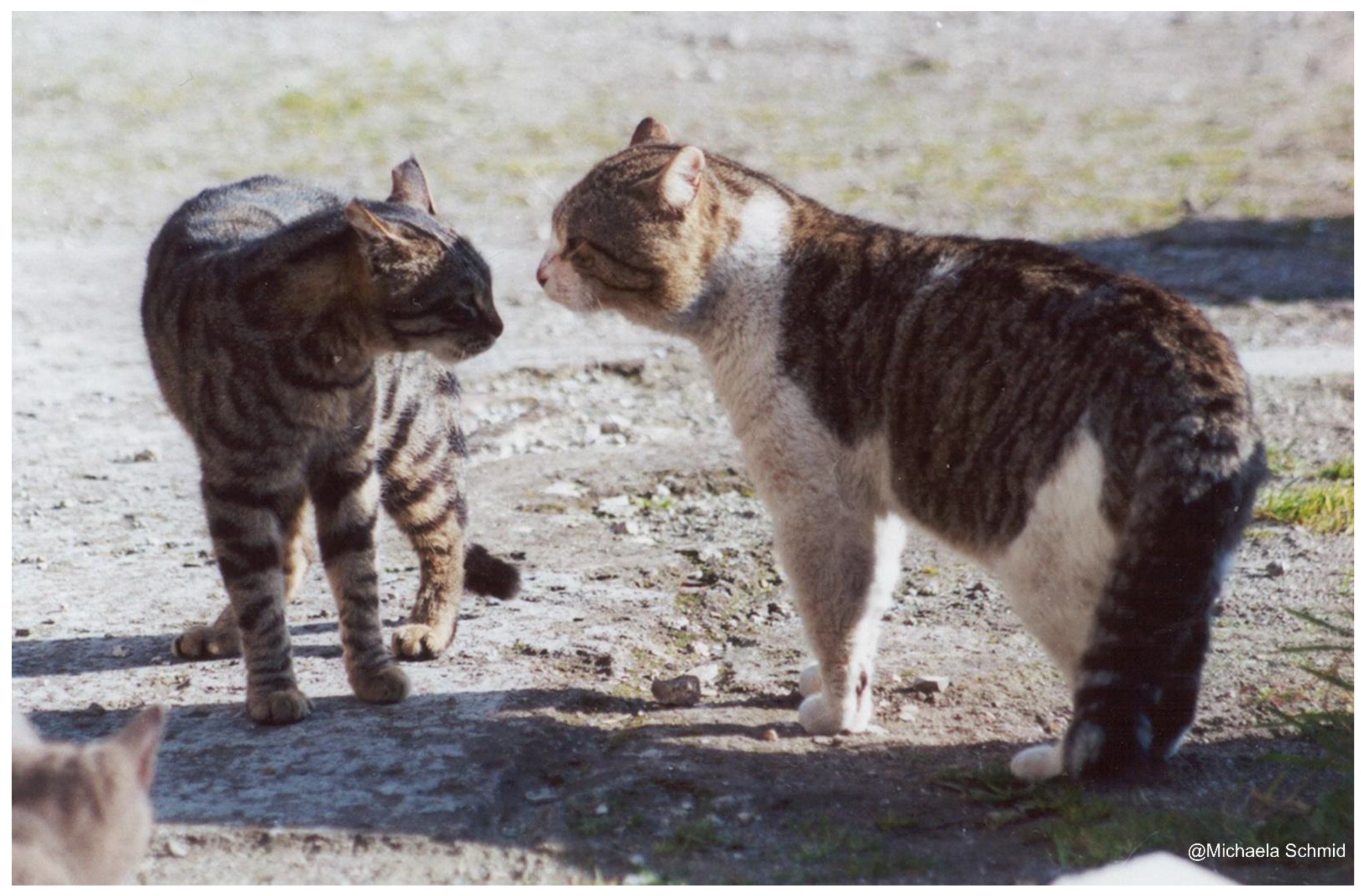 Animals Free Full Text Coexistence Between Humans And Lsquo Misunderstood Rsquo Domestic Cats In The Anthropocene Exploring Behavioural Plasticity As A Gatekeeper Of Evolution Html