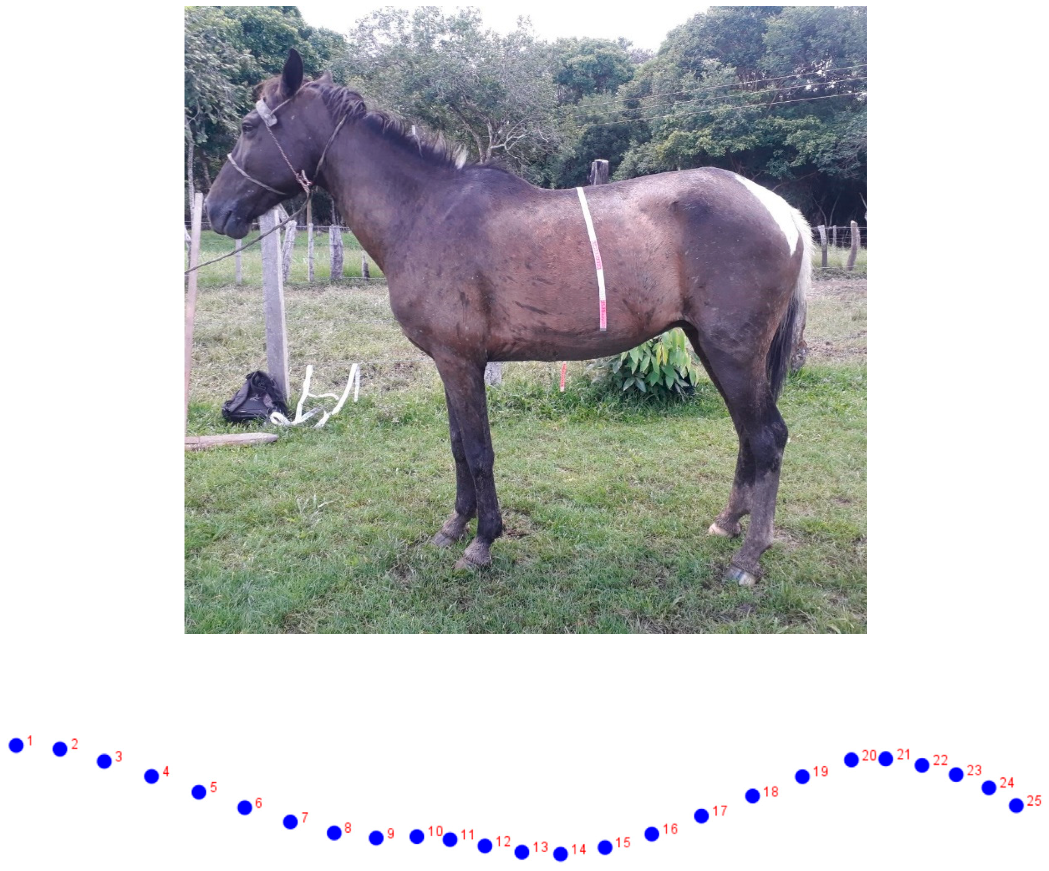 Animals 12 01731 g001 Animals 12 01731 g001