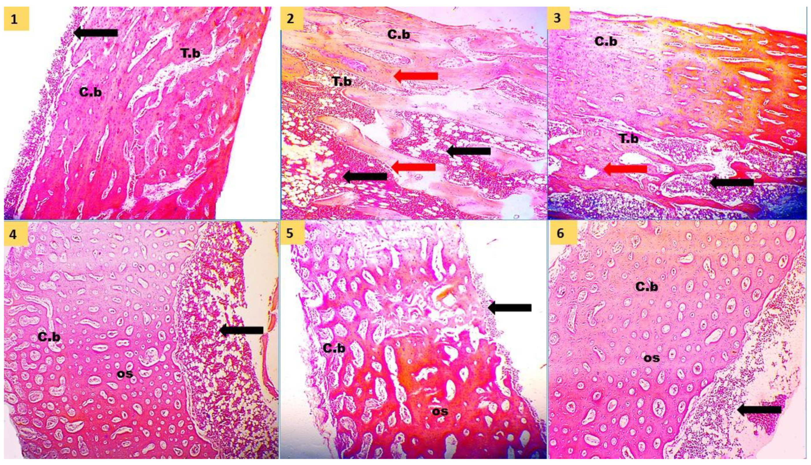Animals 12 01742 g001