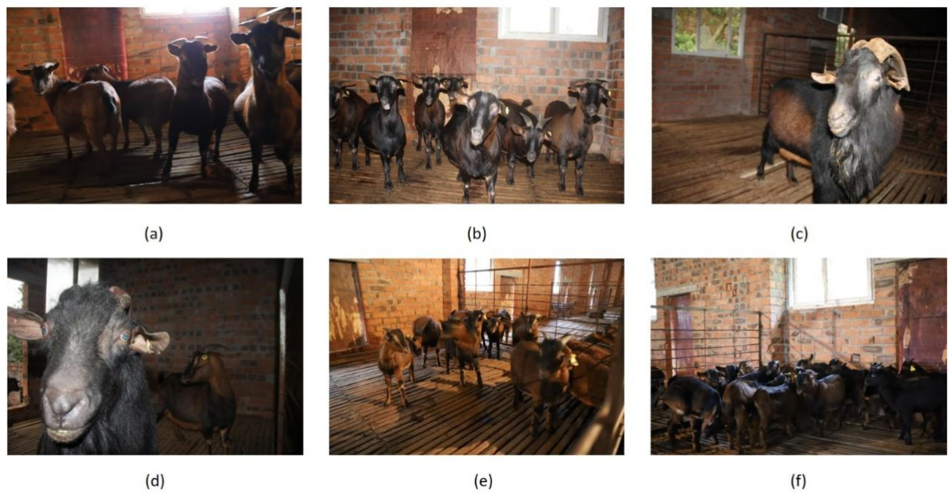 Animals 12 01746 g002