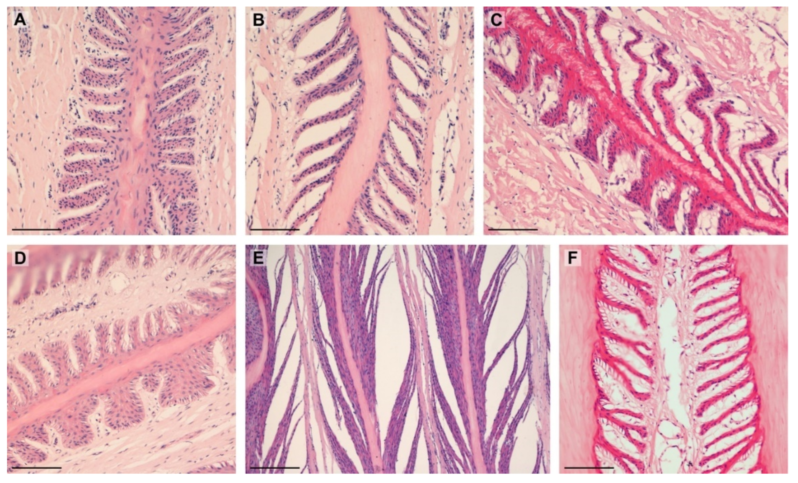Animals 12 01774 g004