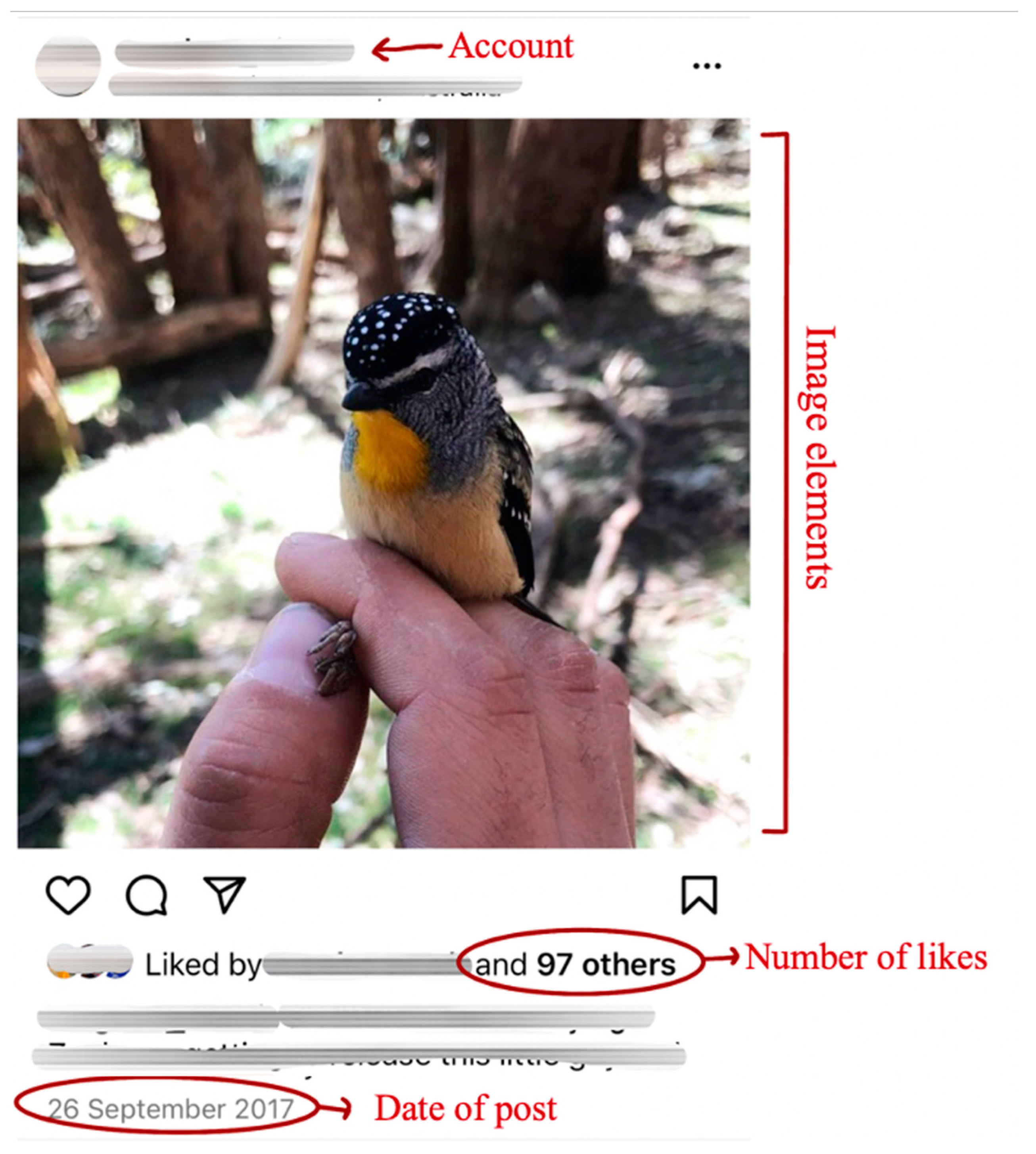 Animals | Free Full-Text | Wildlife Photos on Social Media: A Quantitative Content Analysis of Conservation Organisations’ Instagram Images Animals | Free Full-Text | Wildlife Photos on Social Media: A Quantitative Content Analysis of Conservation Organisations’ Instagram Images