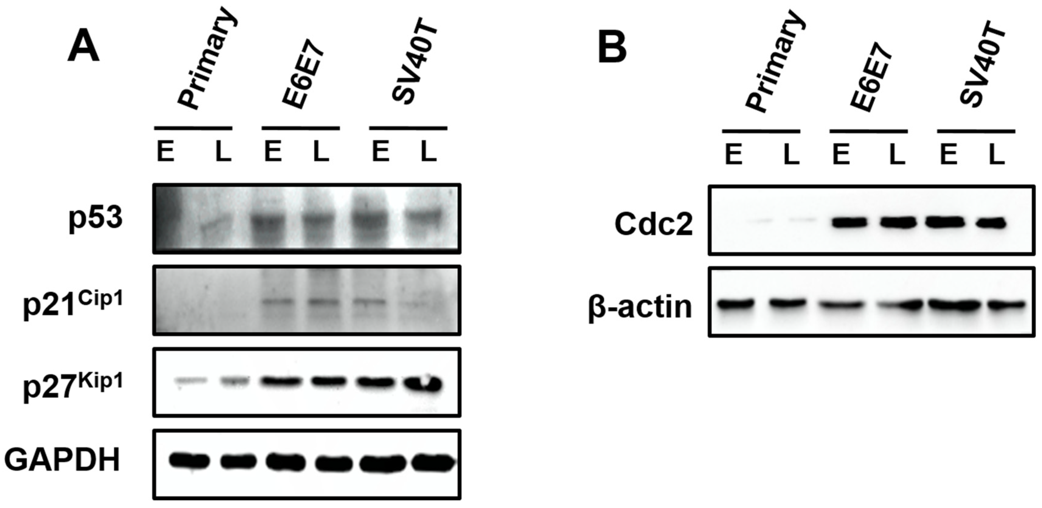 Animals 12 01790 g004 550