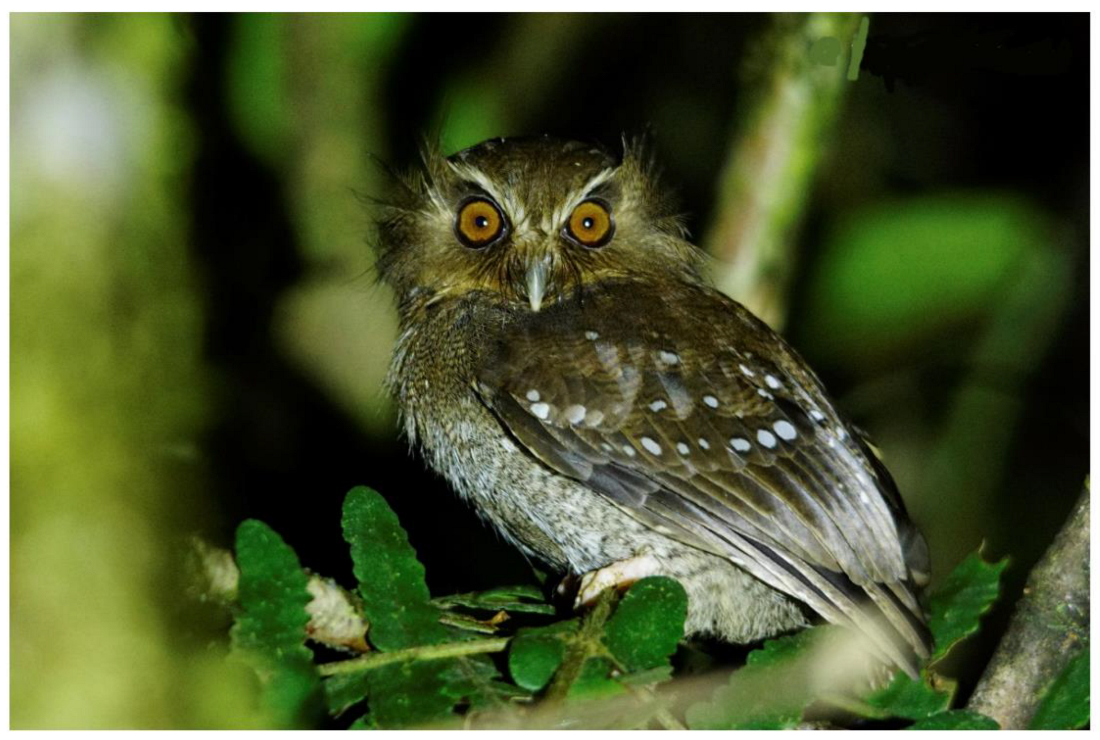 Animals 12 01794 g002 Animals 12 01794 g002