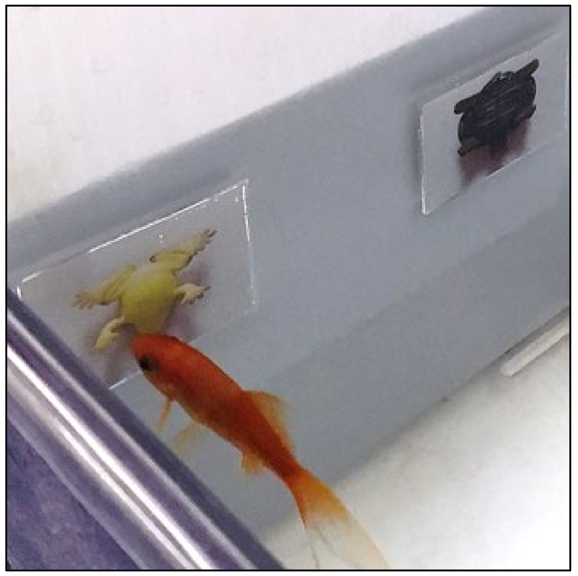 Animals 12 01797 g002