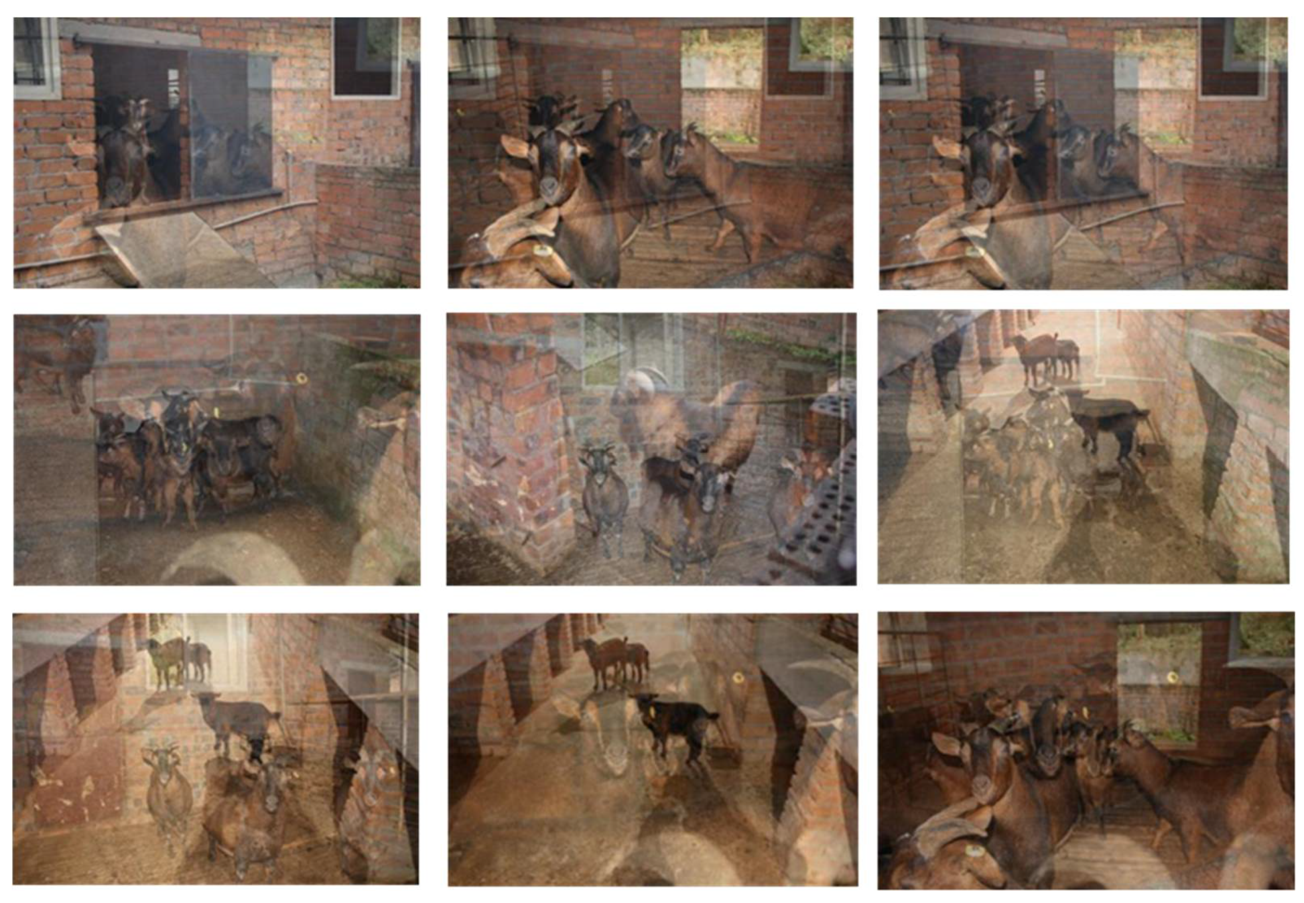 Animals 12 01810 g002 550