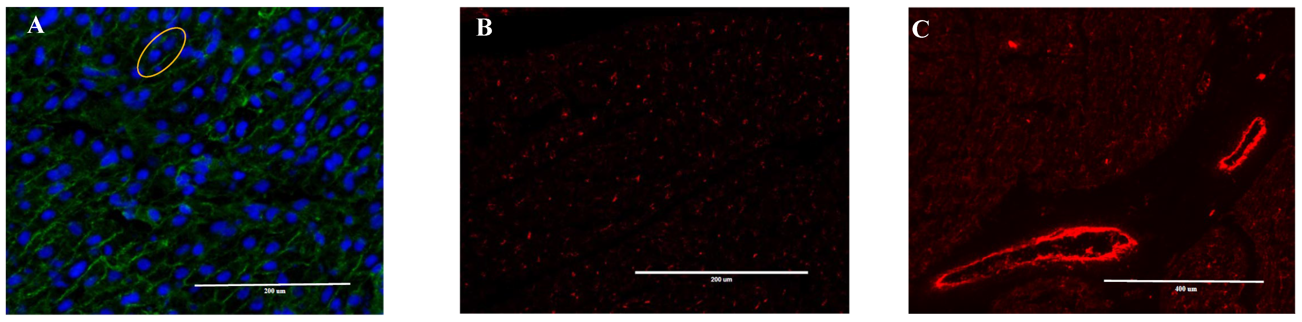 Animals 12 01818 g001