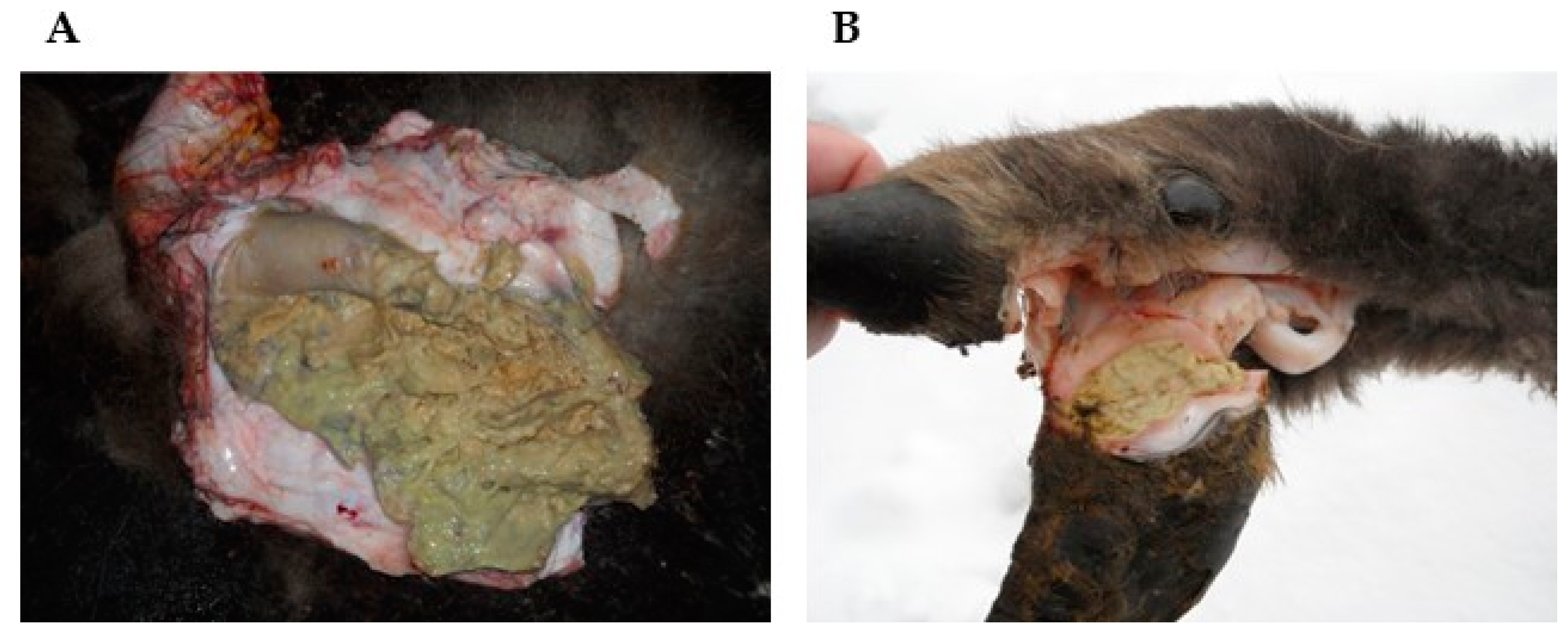 Animals 12 01825 g002