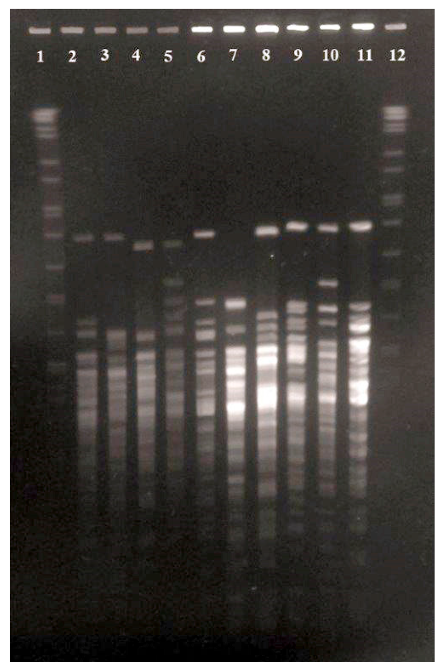 Animals 12 01827 g002