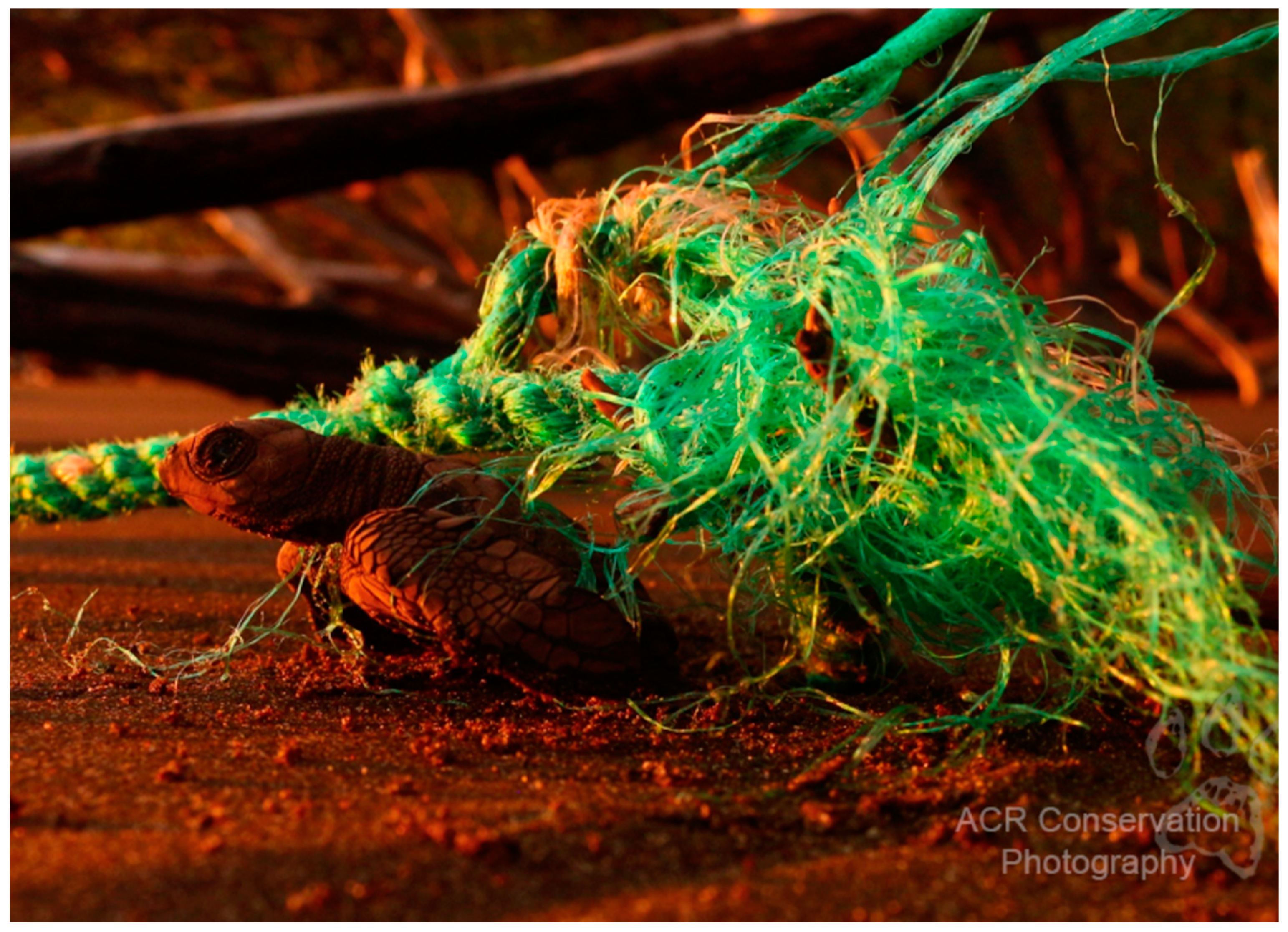 Animals 12 01837 g004