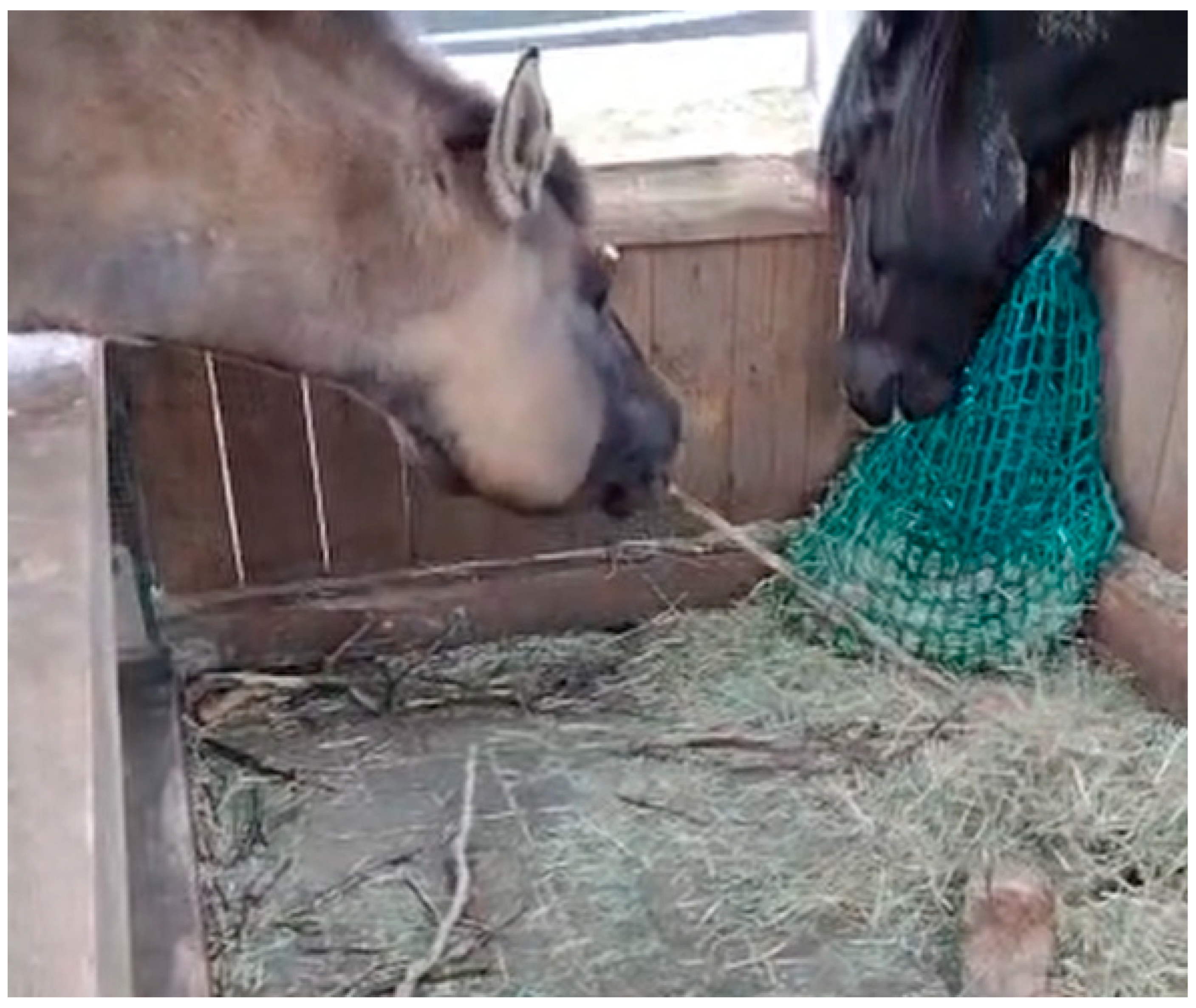 Xxx drugged girls horse fuck