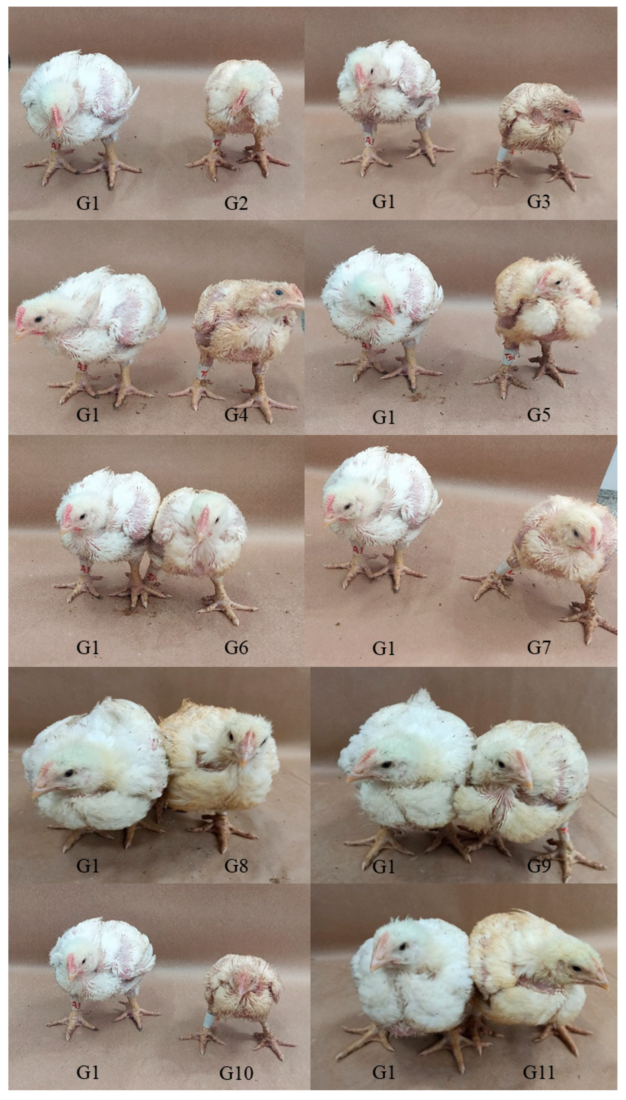 Animals 12 01880 g001