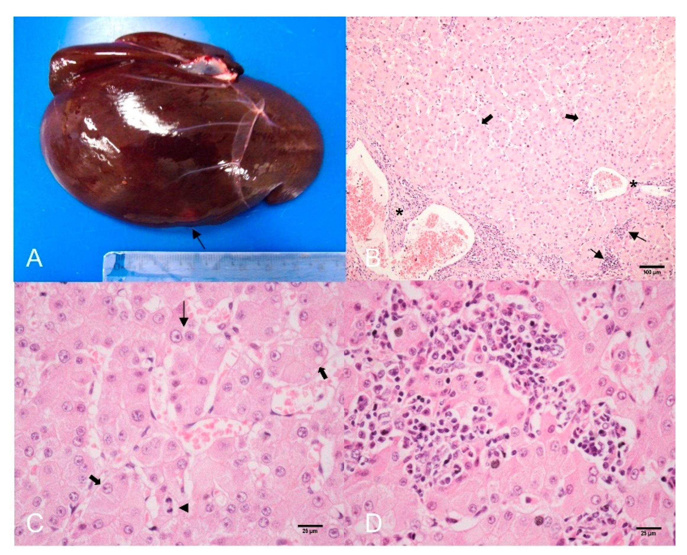 Animals 12 01921 g001