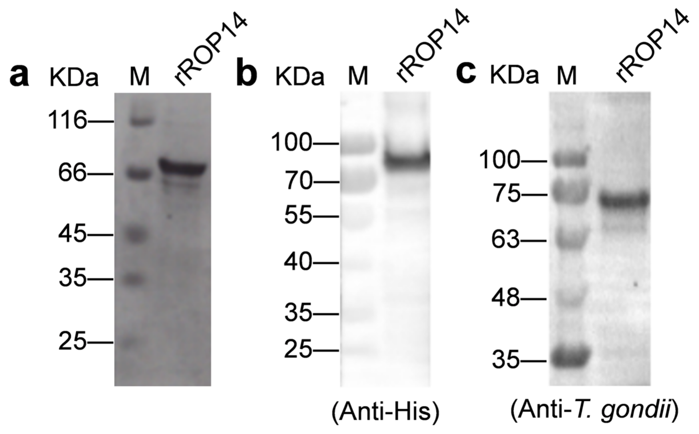 Animals 12 01929 g002 Animals 12 01929 g002