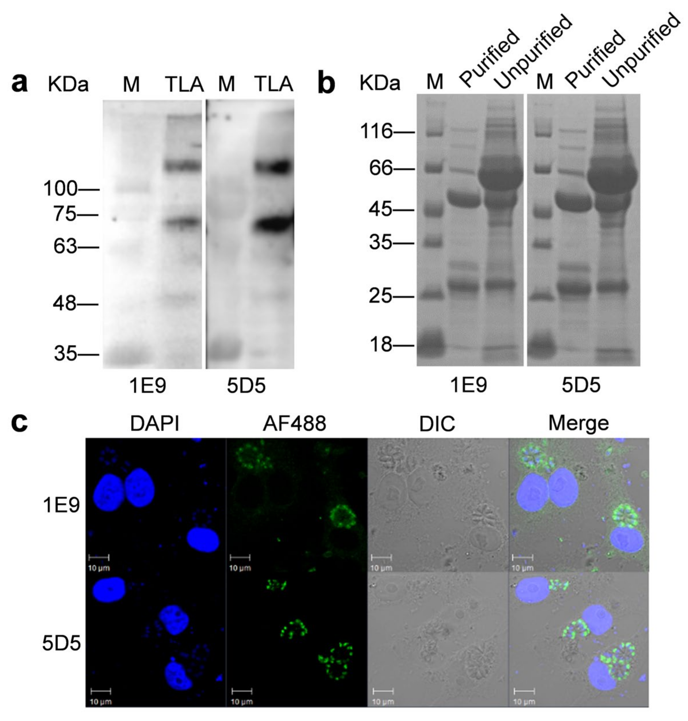 Animals 12 01929 g003 Animals 12 01929 g003